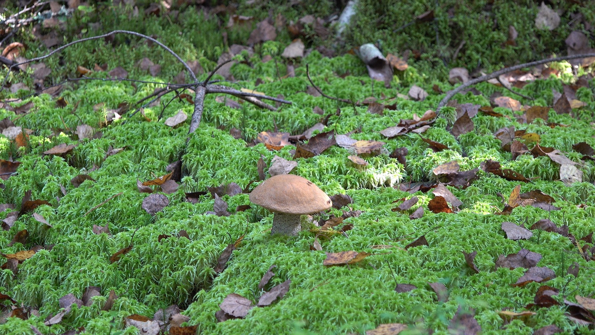 Got out into the forest #7 - My, Mushrooms, Forest, Autumn, The photo, Boletus, Boletus, Butterlets, Video, Longpost