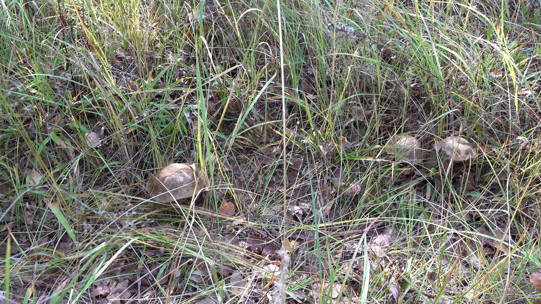 Got out into the forest #7 - My, Mushrooms, Forest, Autumn, The photo, Boletus, Boletus, Butterlets, Video, Longpost