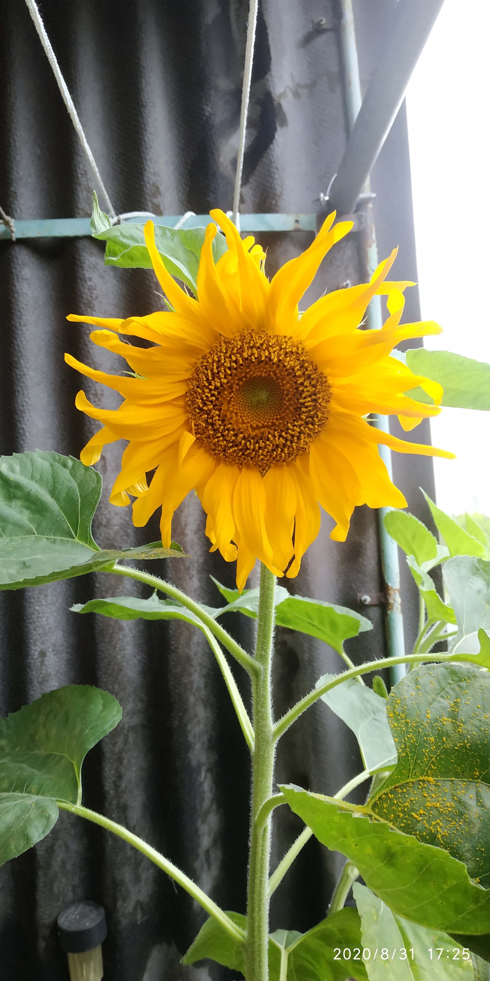 The life of a sunflower. Part 4 is final. Without seeds - My, Plants, Flowers, Nature, Longpost, Sunflower