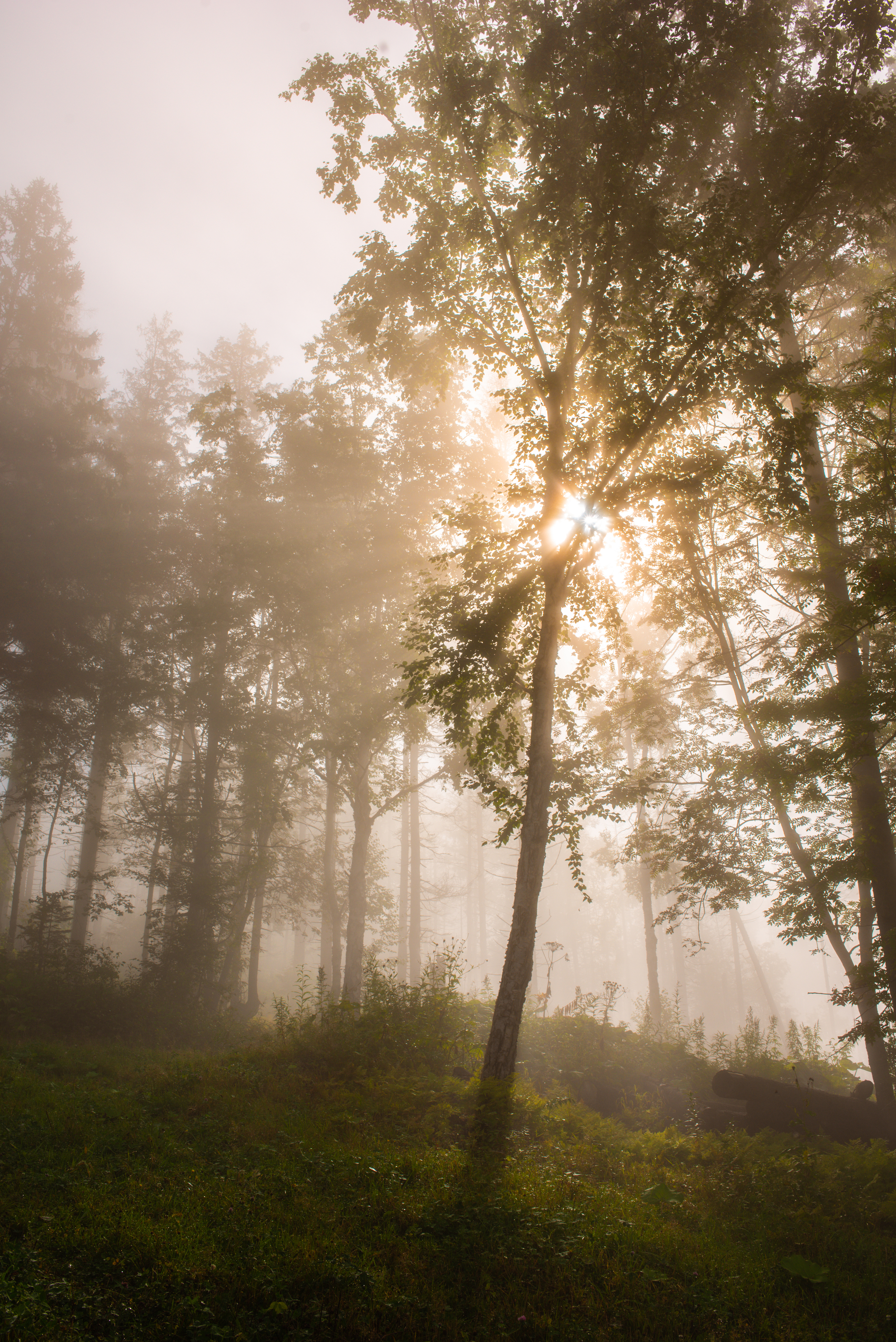 Transparency - My, Fog, Forest, Nature, Morning, Atmosphere, Space, Contemplation, Mountain air, Longpost