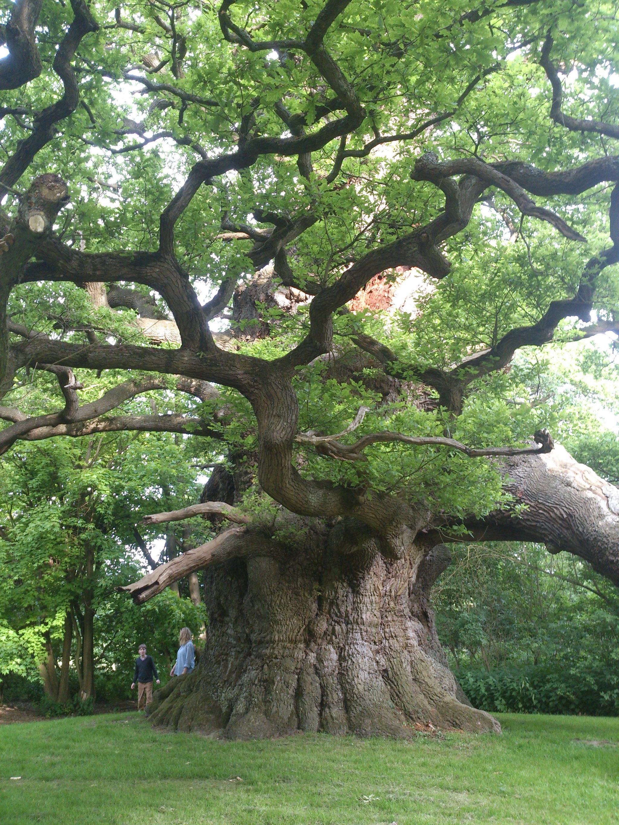 I wish I had a gold chain and a cat there - The park, Oak, Great Britain, Tree