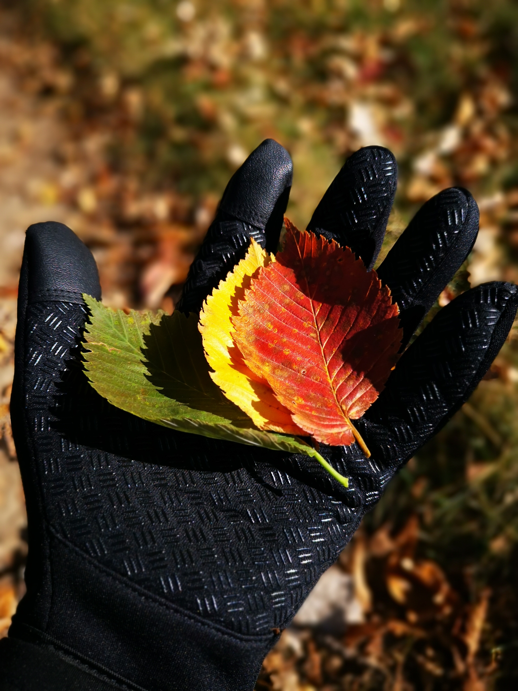 Autumn - My, Mobile photography, Leaves, Nature, Autumn, Autumn leaves