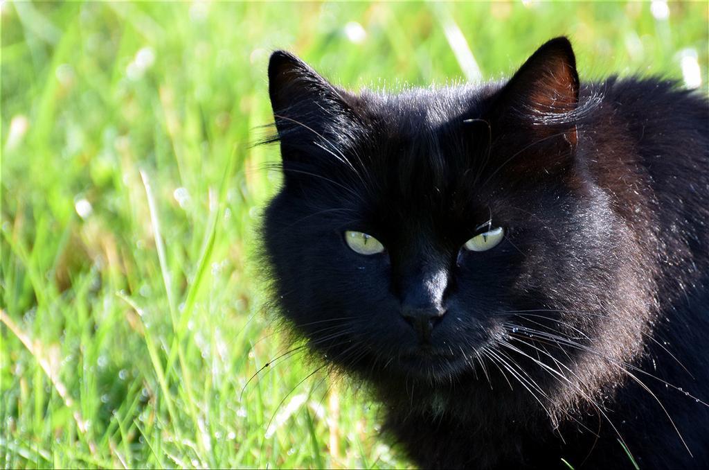 When you tease the darkness... - cat, Black, Kus, Grip, Longpost, Black cat