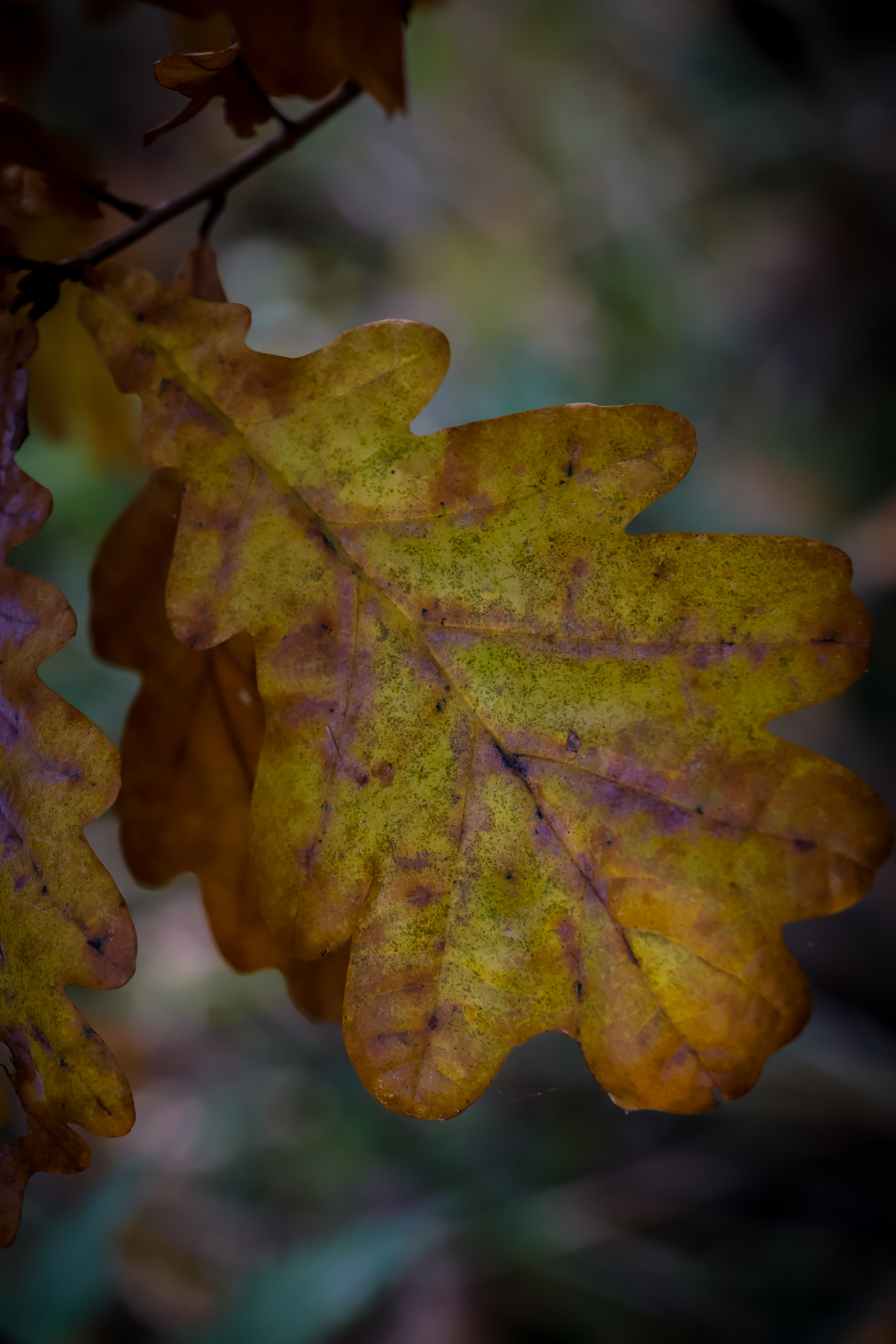 Autumn - My, The photo, Nature, Leaves, Mushrooms, Longpost