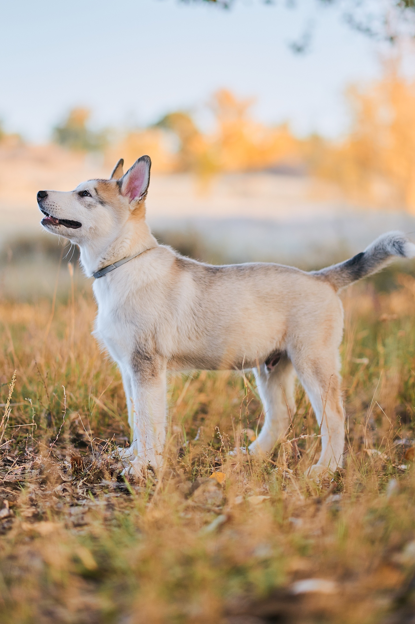 Dexter - My, Alaskan Malamute, Dog, Puppies, The photo, Nikon, Kazakhstan, Uralsk, Longpost