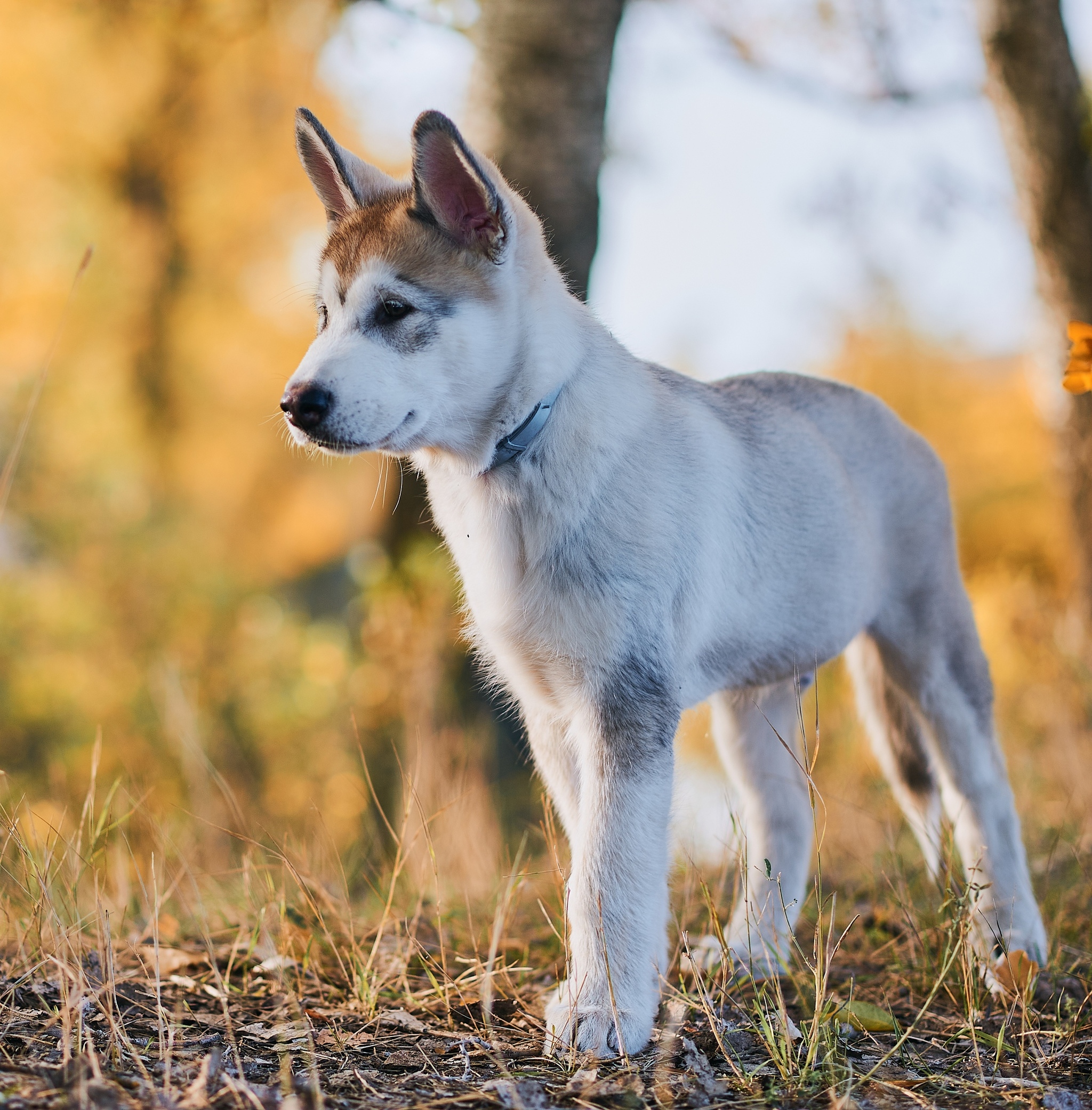 Dexter - My, Alaskan Malamute, Dog, Puppies, The photo, Nikon, Kazakhstan, Uralsk, Longpost