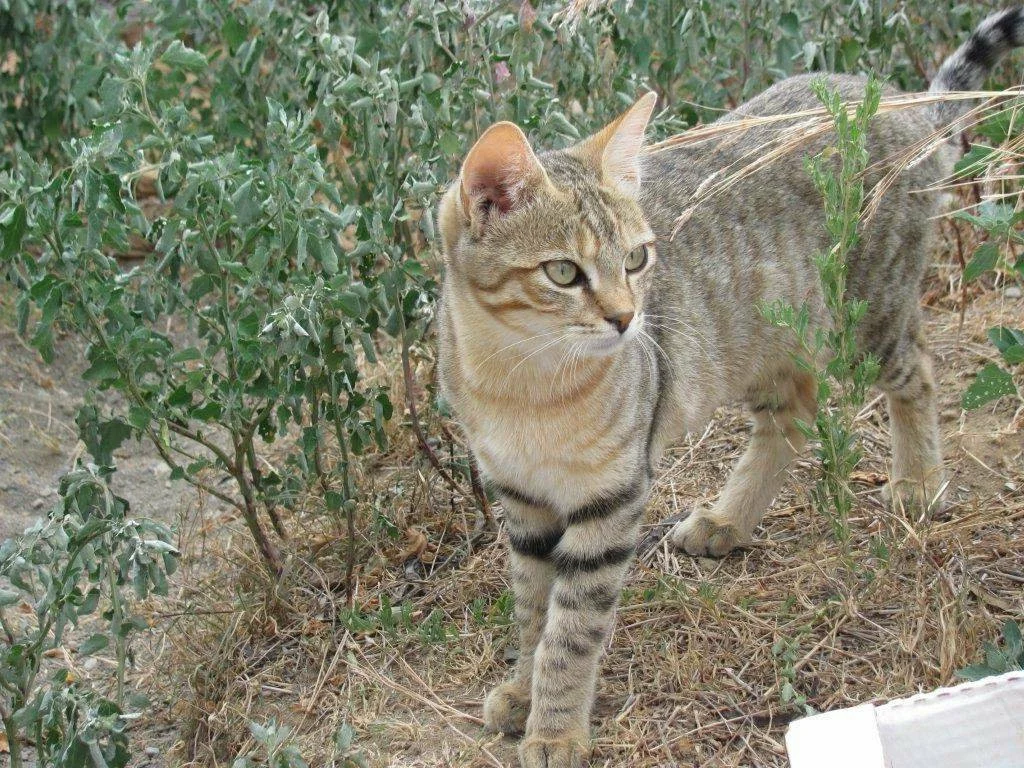 Wild forest cat: Hates people, kills deer - cat, Animals, Longpost