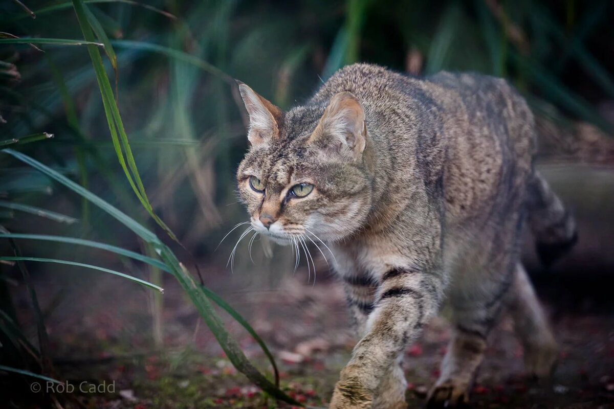 Wild forest cat: Hates people, kills deer - cat, Animals, Longpost