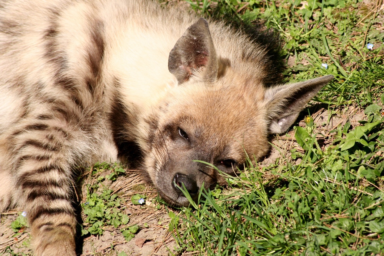 Four cutest hyena creatures - Hyena, Spotted Hyena, Striped hyena, Brown hyena, Aardwolf, Wild animals, Milota, Longpost, Animals