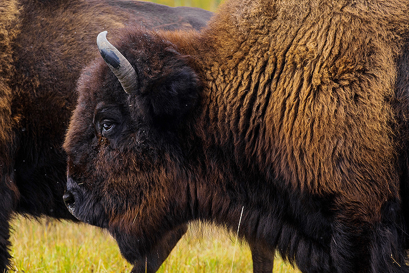 Yakut bison - My, Animals, Buffalo, Дальний Восток, Yakutia, Longpost