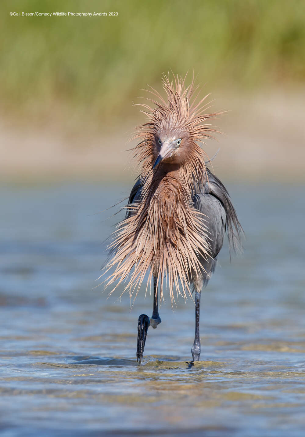 Comedy Wildlife Photography Awards 2020 Finalists - The national geographic, The photo, Longpost