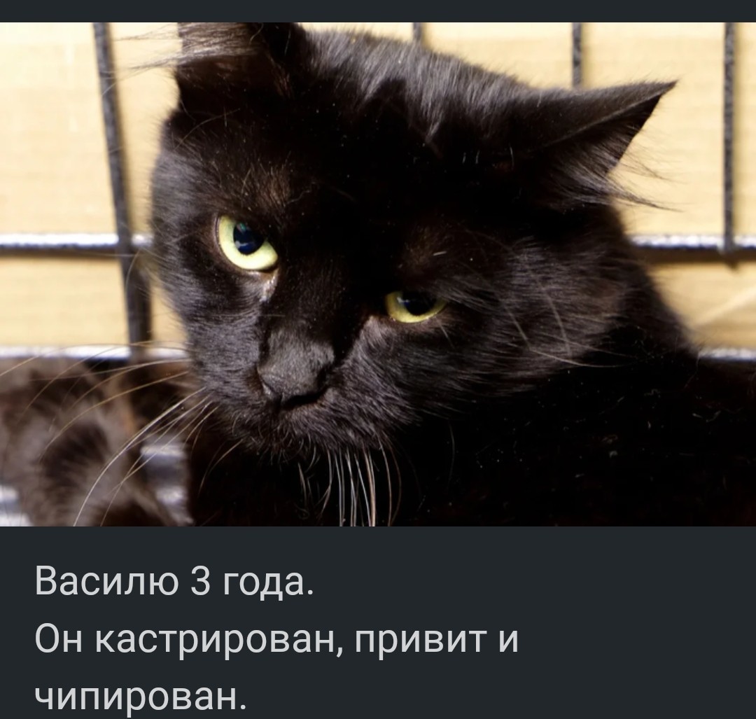 Очень жизнерадостный кот - Кот, Ответ на пост, Скриншот