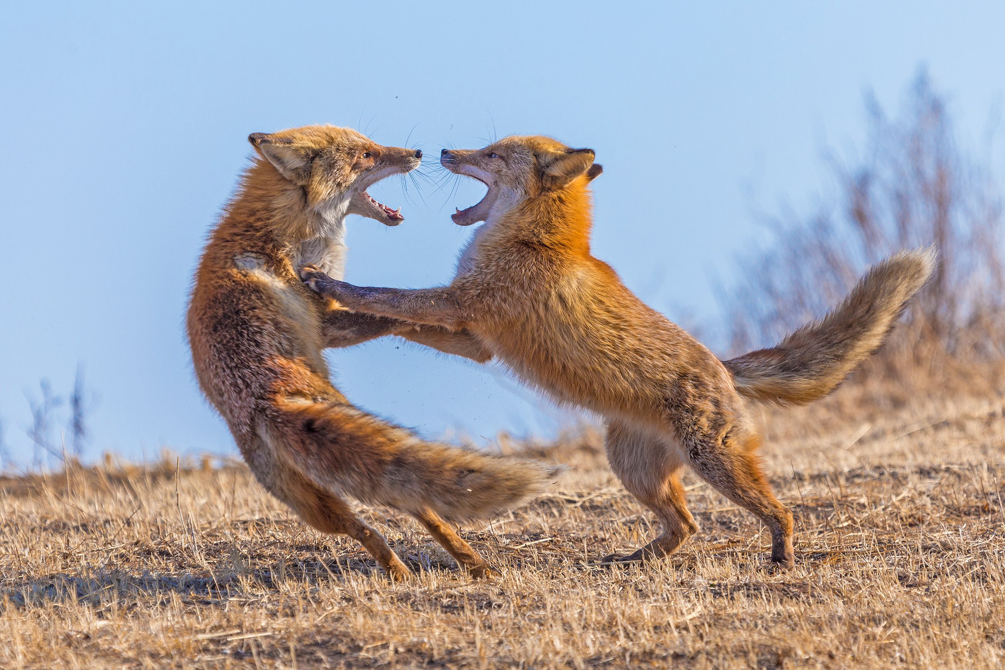 Fox fun - Fox, Wild animals, wildlife, Nature, Russian island, Vladivostok, The national geographic, The photo, Animals