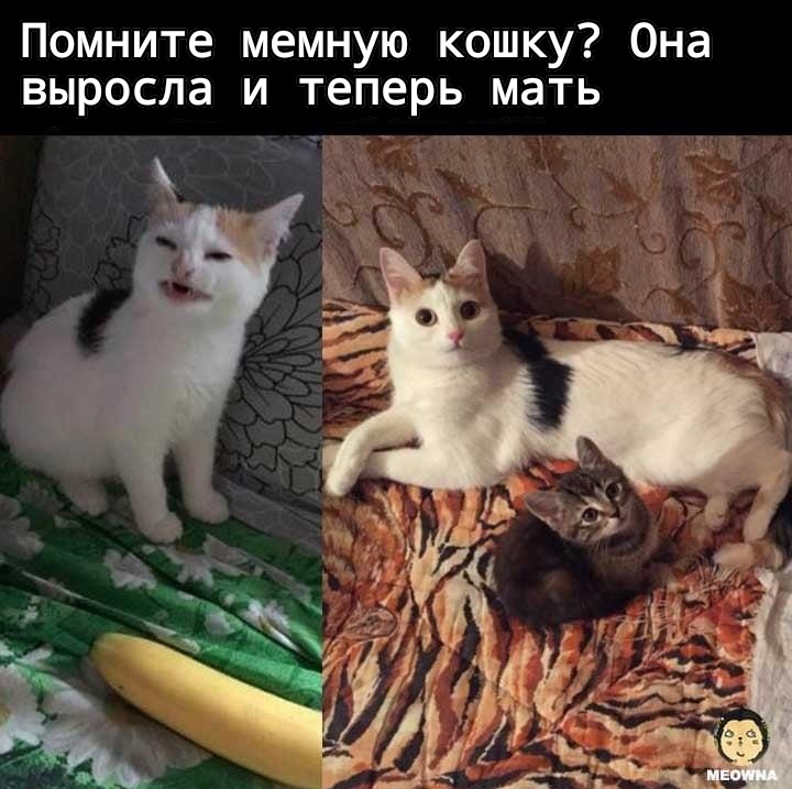 Помните? - Кот, Мемы, А вы помните?, Reddit, Из сети, Было-Стало