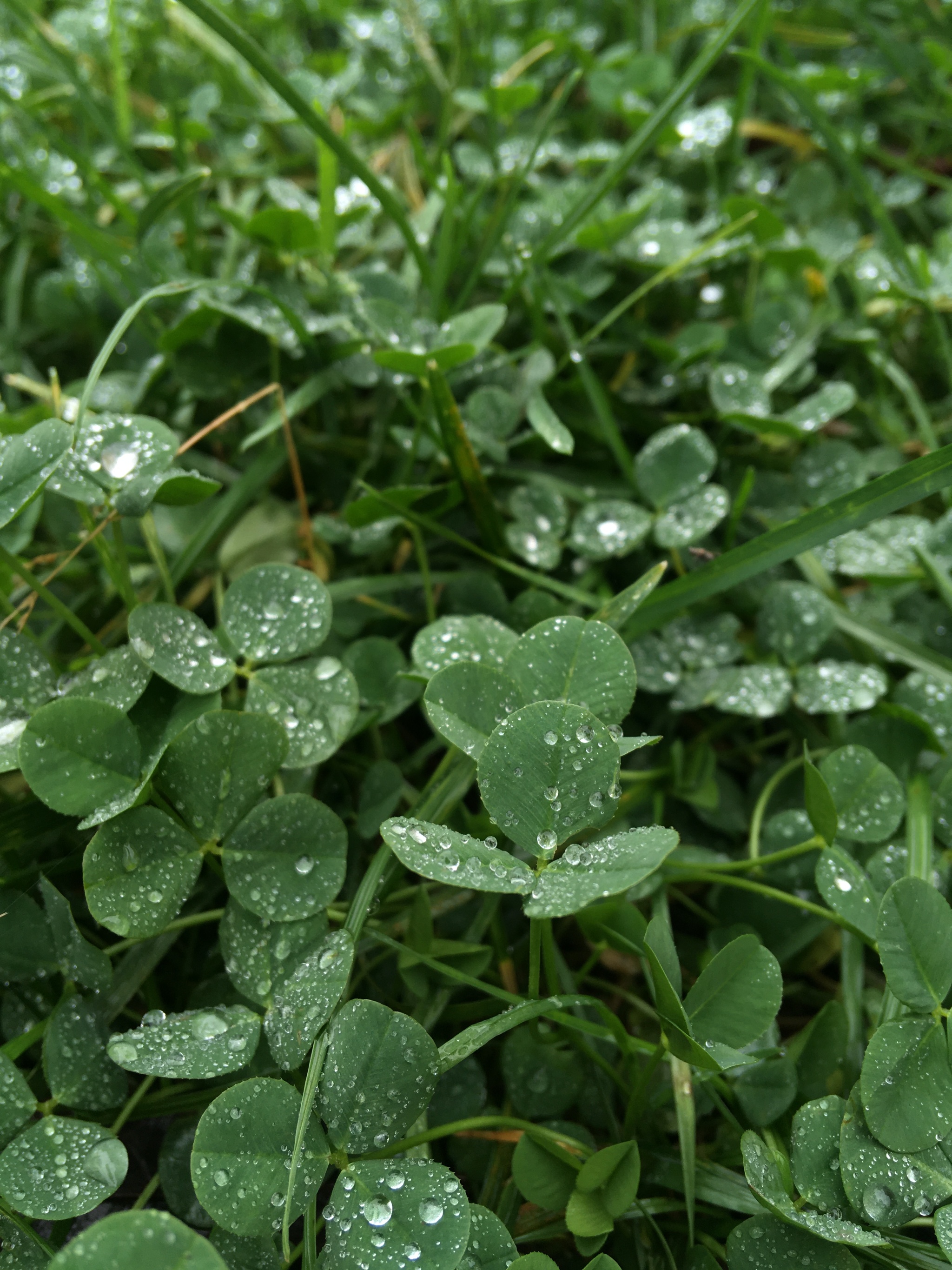 Look how beautiful this thing is - My, Greenery, Grass, Nature, beauty, Clover