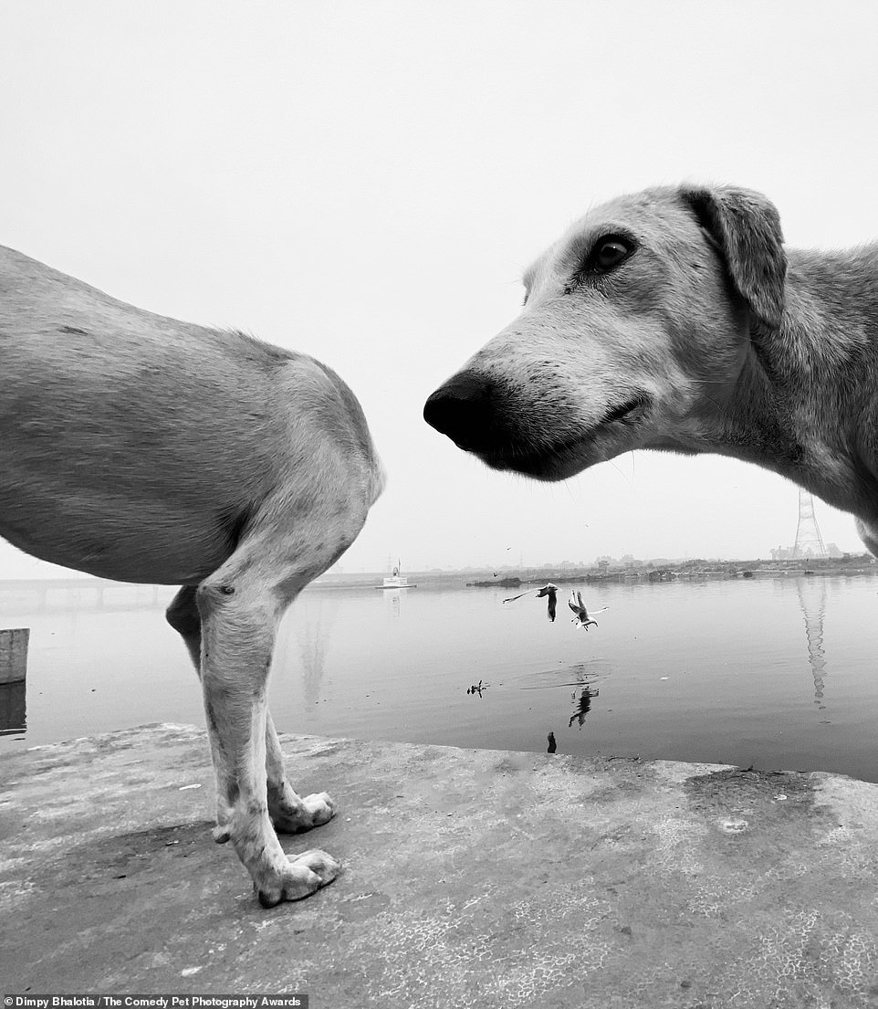 Comedy Pet Photography Contest Finalists - Animals, The photo, Longpost