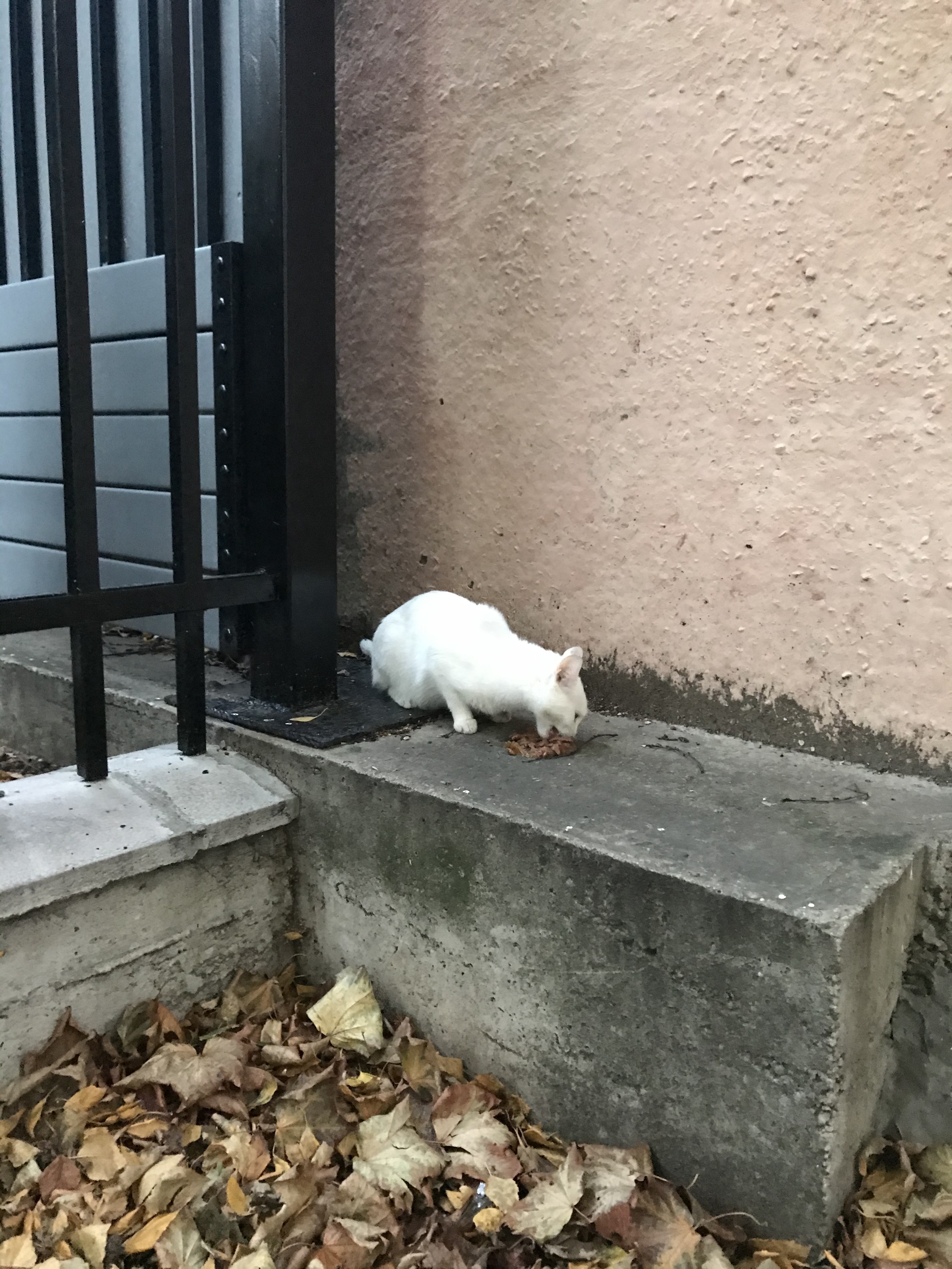 Moscow, white cat found - My, cat, Moscow, Lost, Found a cat, Longpost, No rating, In good hands