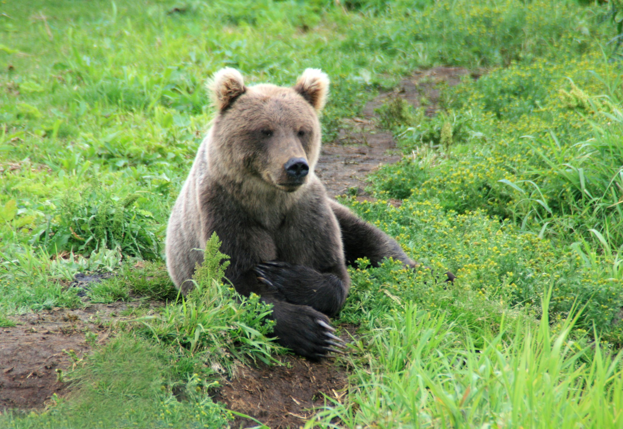 Family matters... - The Bears, Brown bears, Teddy bears, Kamchatka, Kuril lake, Reserves and sanctuaries, The national geographic, The photo, Longpost
