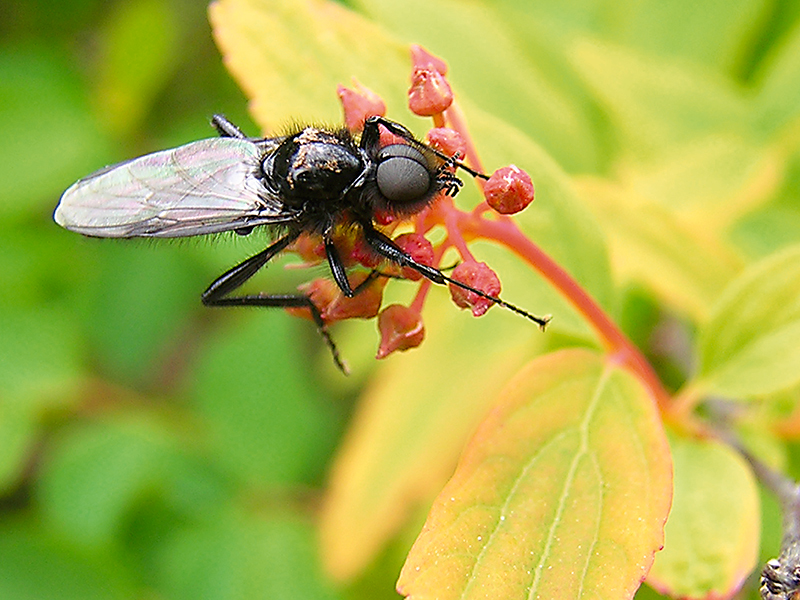 Midge - My, Midges, Evpatoria, Macro photography, Insects