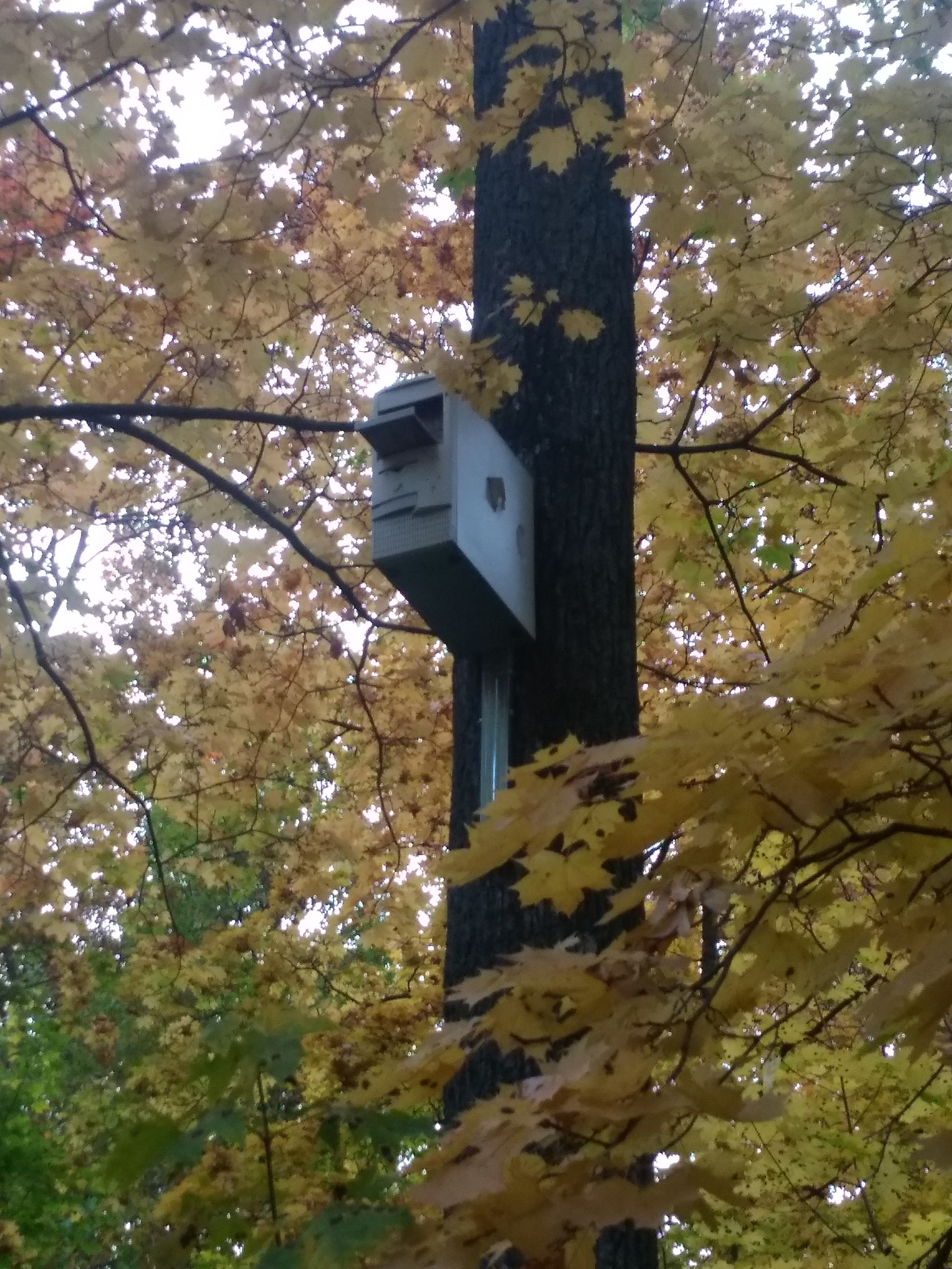 birdhouse - My, Birdhouse, Humor, Forest, Longpost, System unit