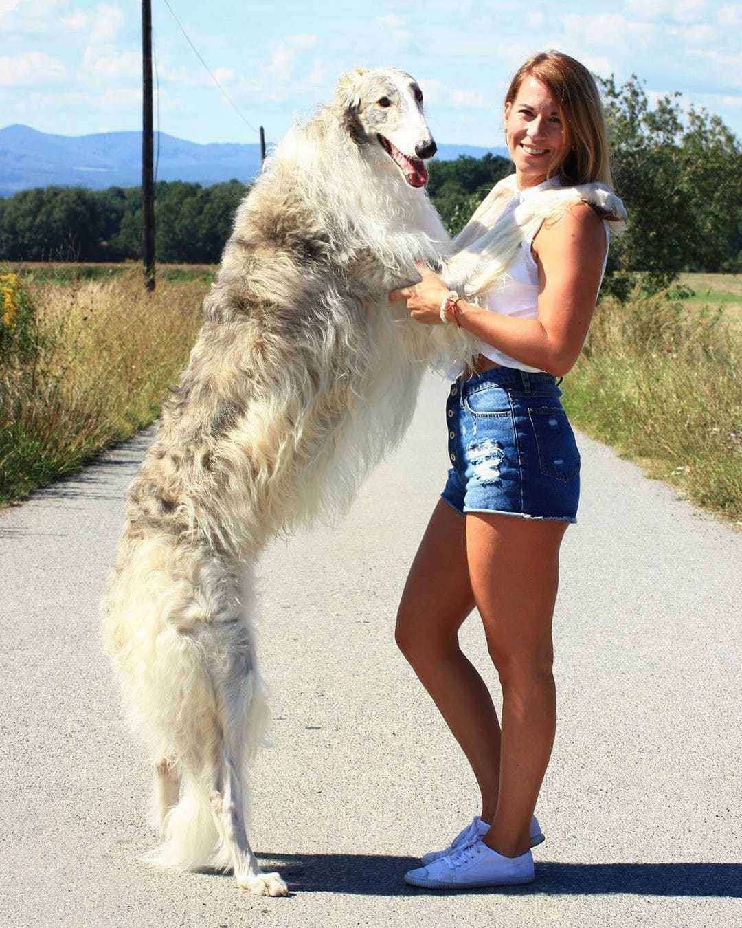 Powerful XXL size dogs that look like they are the owners here, not people - Dog, Giants, Dogs and people, Friends, Longpost