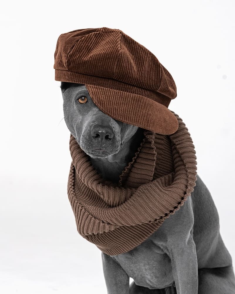 Bandit - Dog, Thai Ridgeback, The photo, Image, Longpost