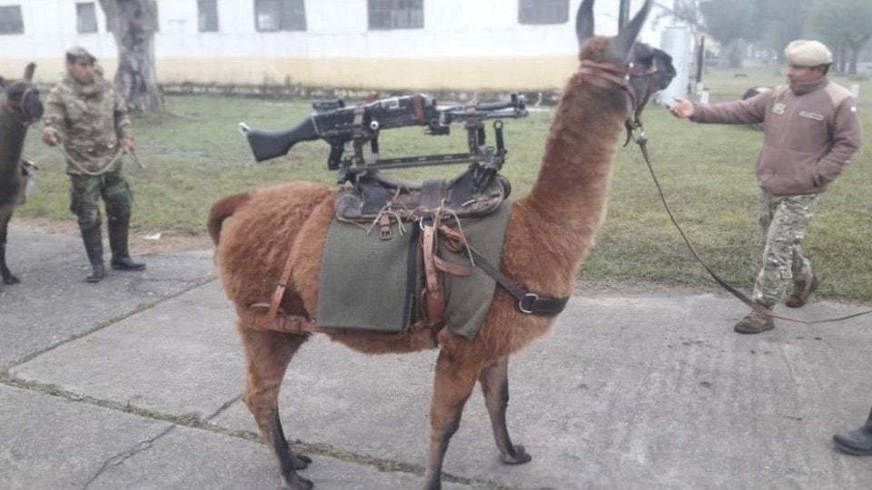 The Argentine army adopted 20 combat lamas - My, Argentina, Army, Technologies, Weapon, Armament, Llama, news, Longpost