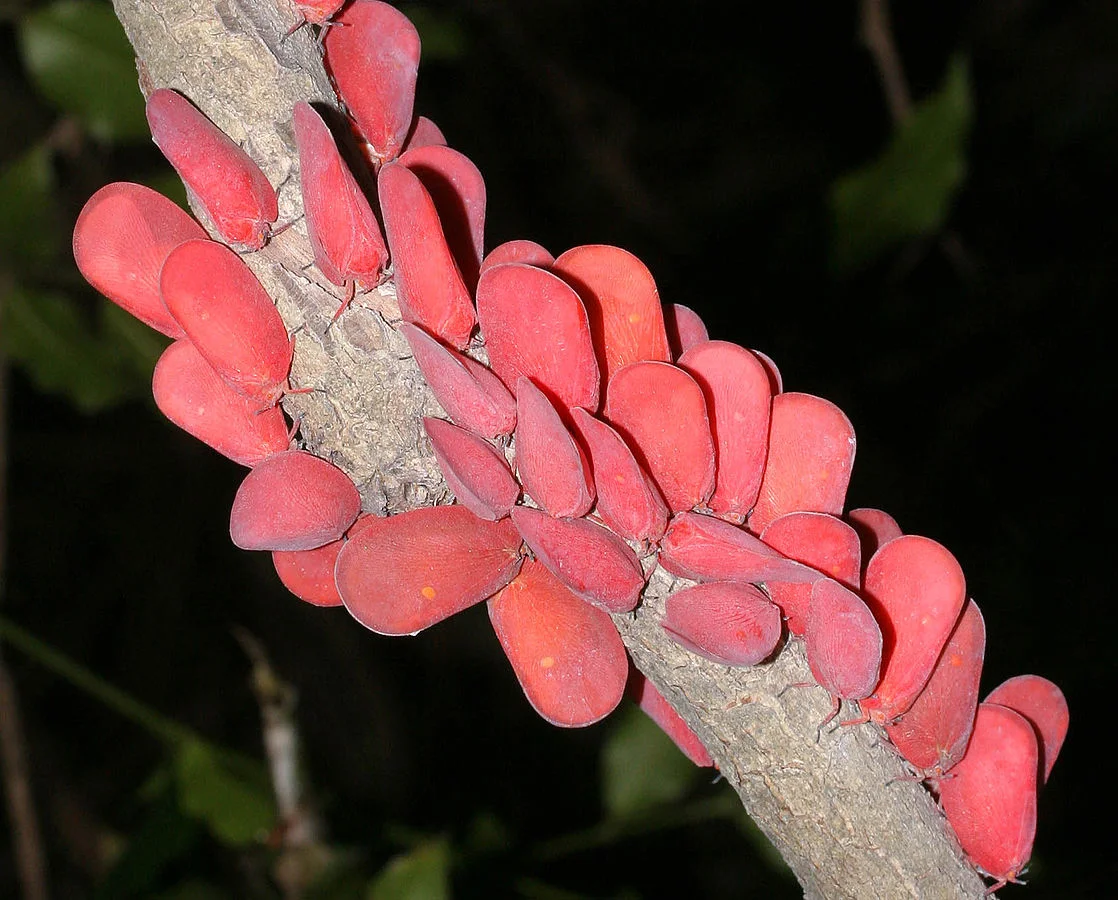 Pink Cicada: Why do these insects have dozens of waxy tails? - Fluffy, Feathers, Insects, Animals, Yandex Zen, Longpost, Cicada