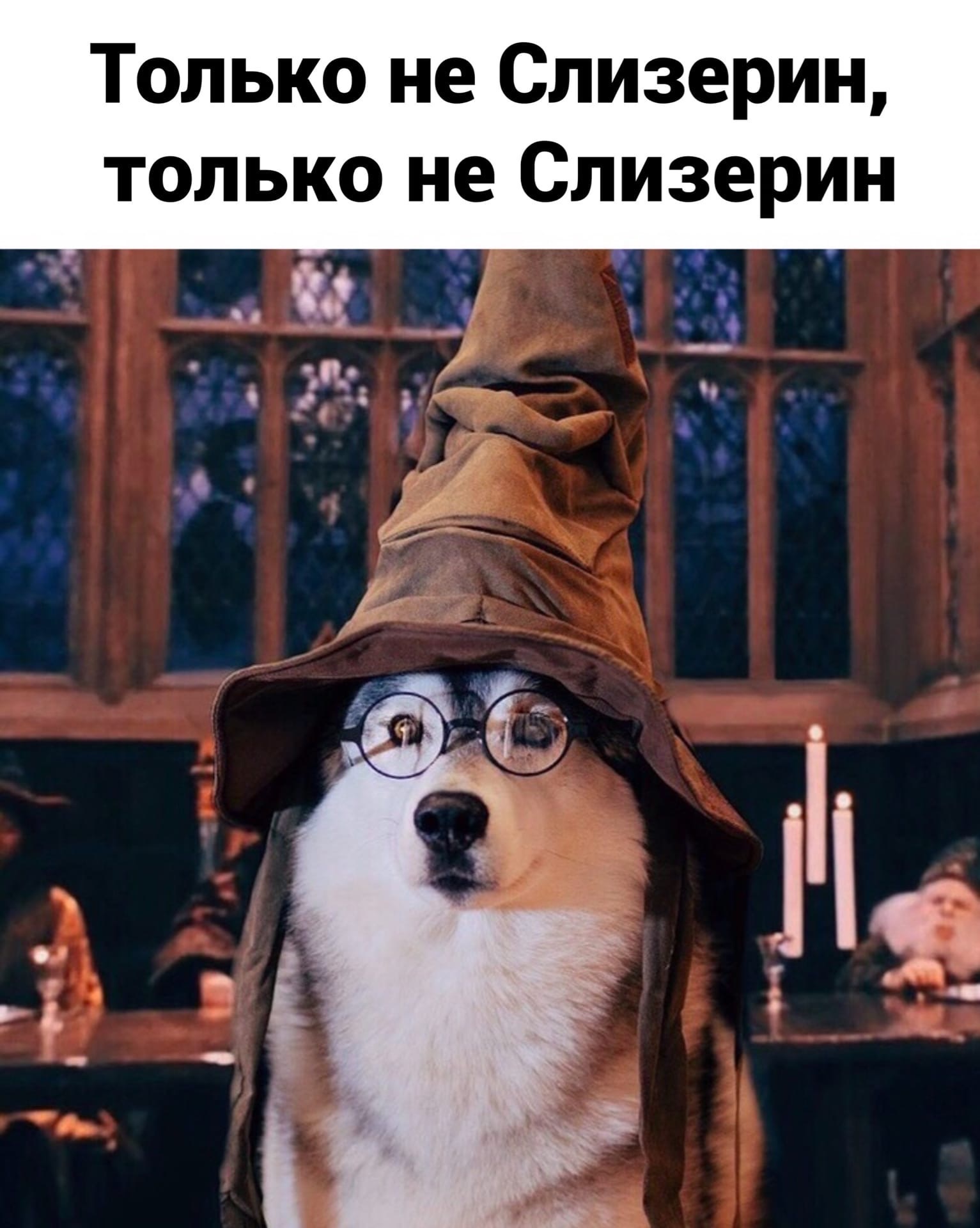 Слизерин | Пикабу