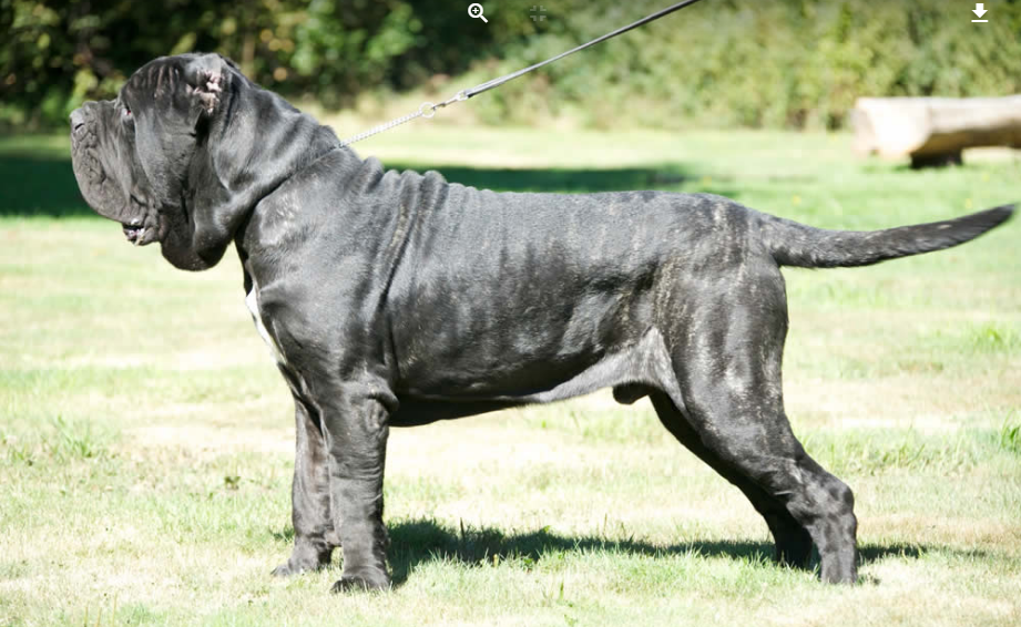 About dog breeds No. 133. Neapolitan Mastiff - Dog, Dog breeds, Neapolitan Mastiff, Video, Longpost