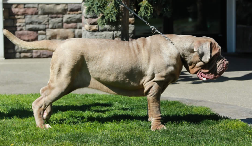 About dog breeds No. 133. Neapolitan Mastiff - Dog, Dog breeds, Neapolitan Mastiff, Video, Longpost