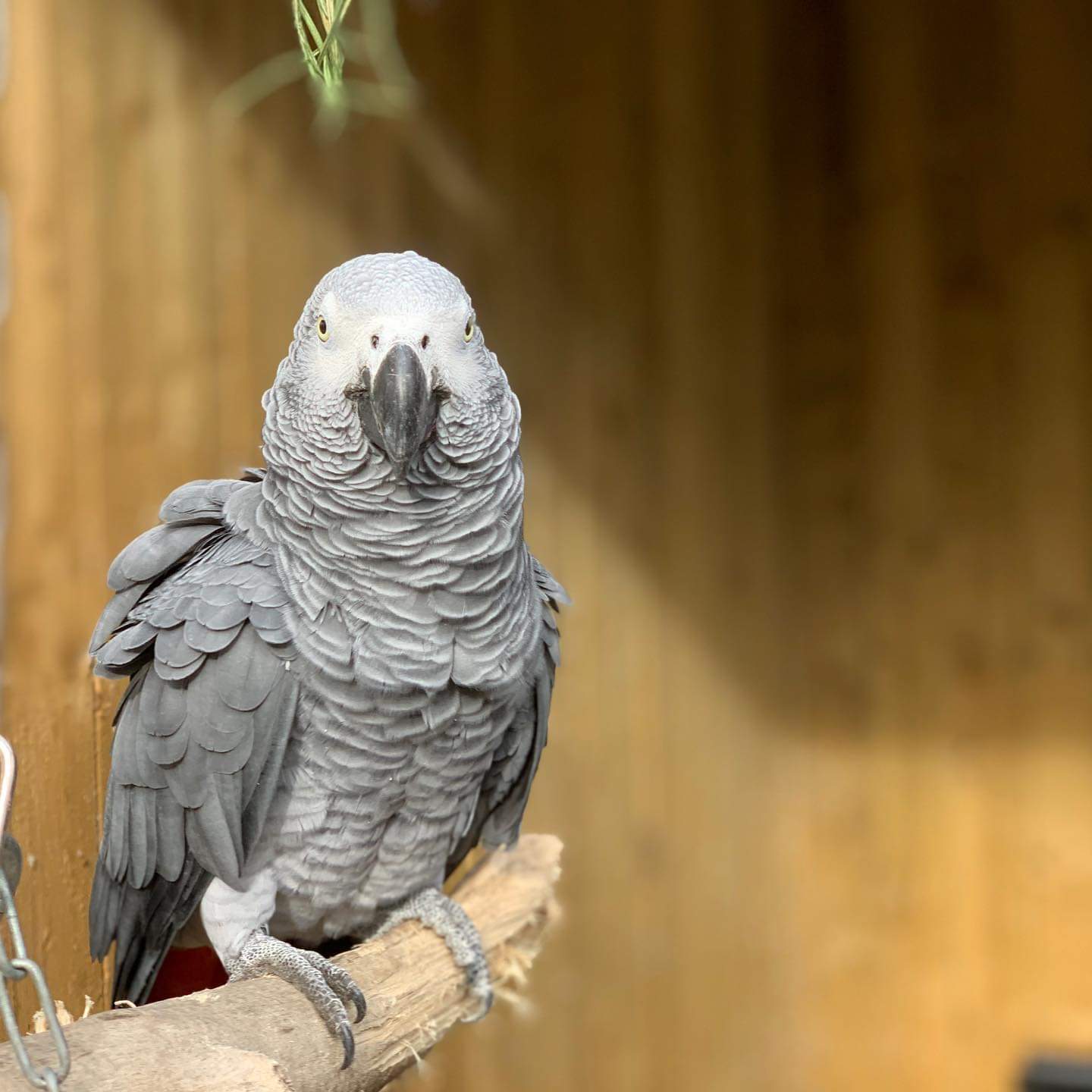 A group of parrots was hidden from visitors at a British zoo. The birds swore and laughed - Chapito, A parrot, Great Britain, Zoo, Longpost, Meduzaio