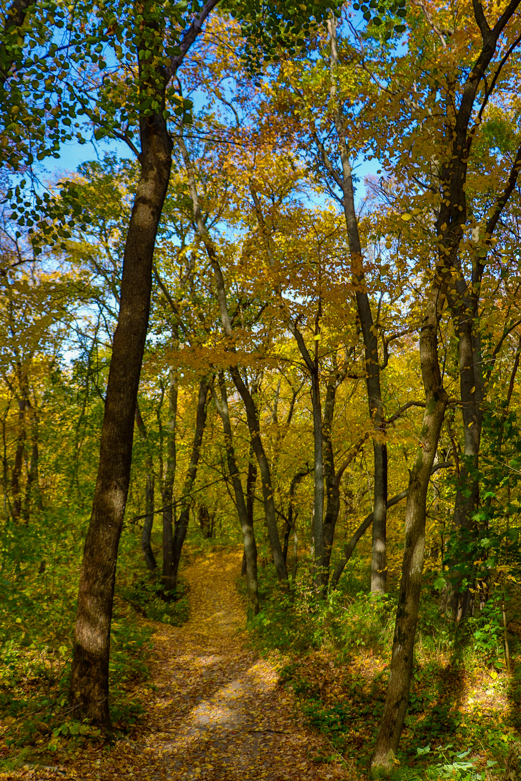 Landscape - My, The photo, Landscape, Autumn, Nature, Canon 800D, HDR, Longpost, Autumn leaves