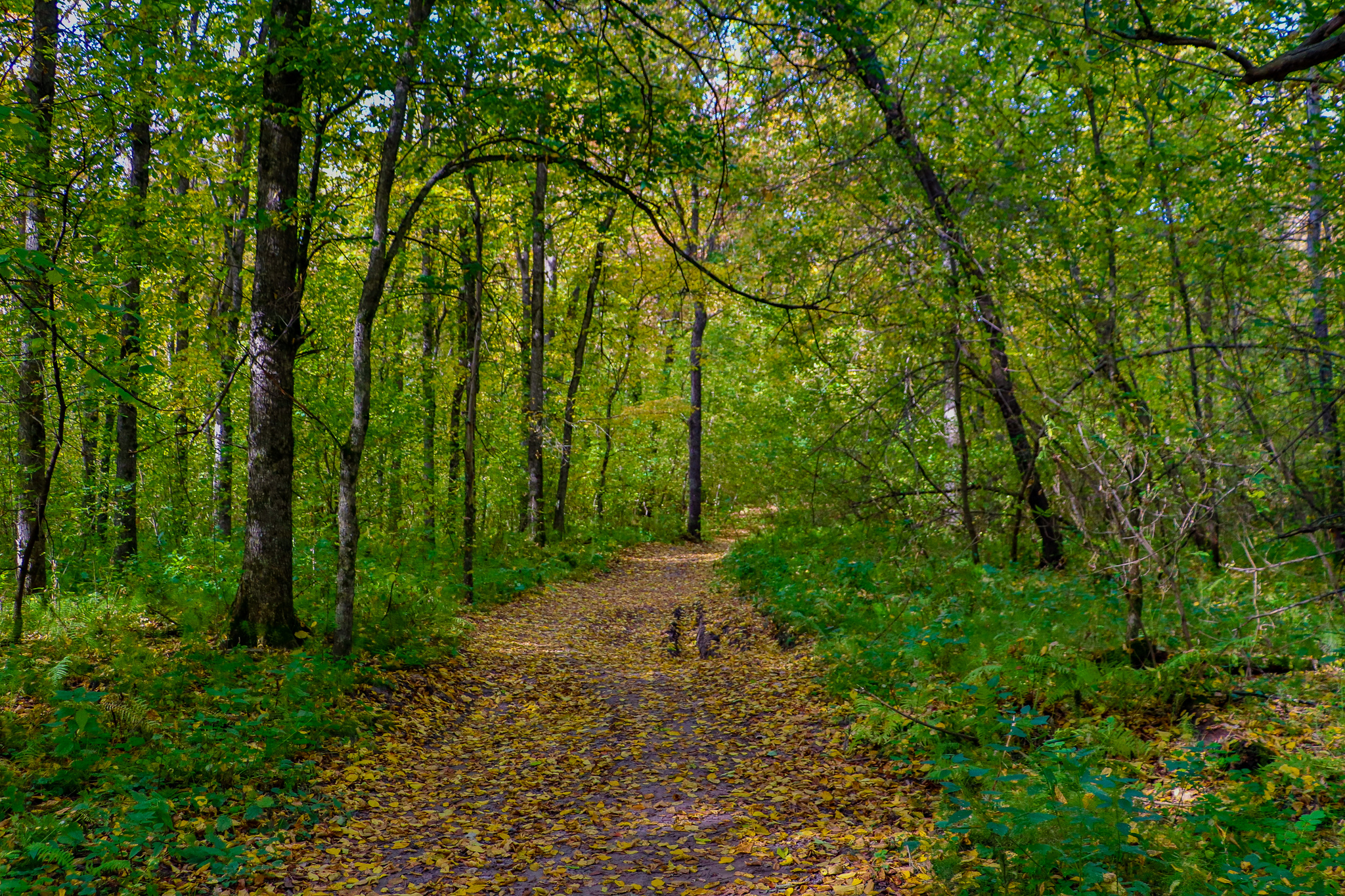 Landscape - My, The photo, Landscape, Autumn, Nature, Canon 800D, HDR, Longpost, Autumn leaves