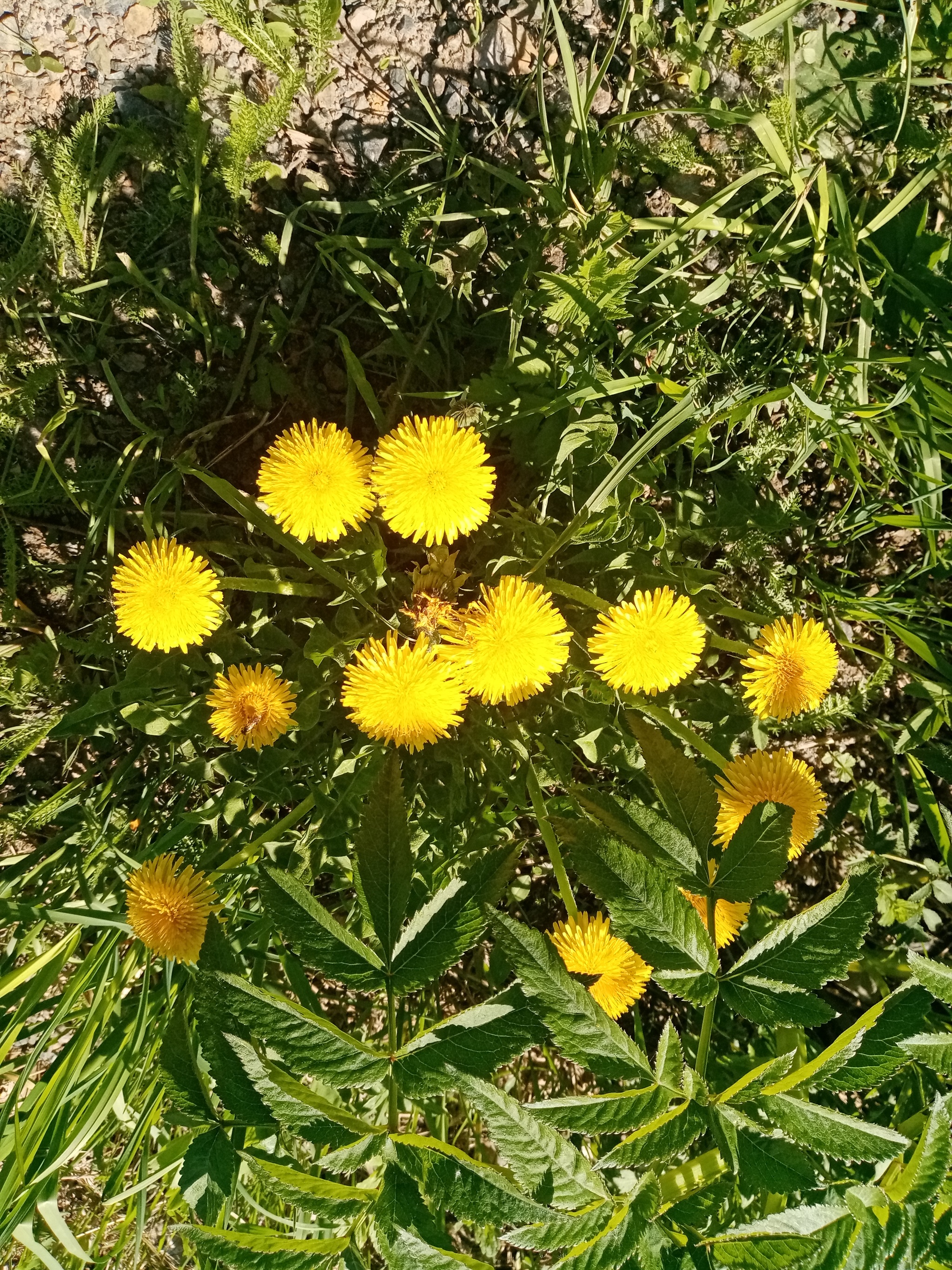 Reply to the post “Catching the remains of summer” - My, Berries, Flowers, Reply to post, Longpost