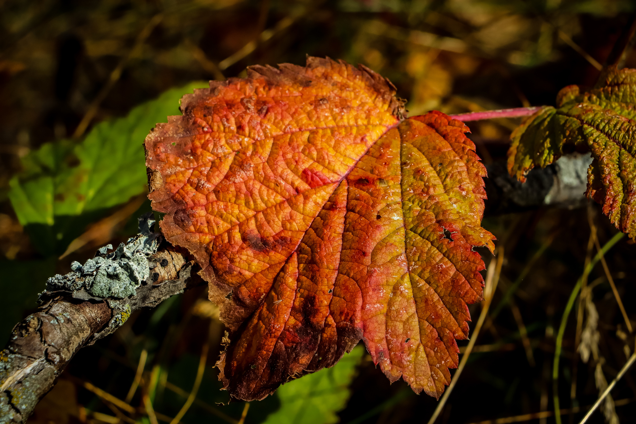 Autumn - My, The photo, Nature, Autumn, Autumn leaves, Canon 800D, Longpost