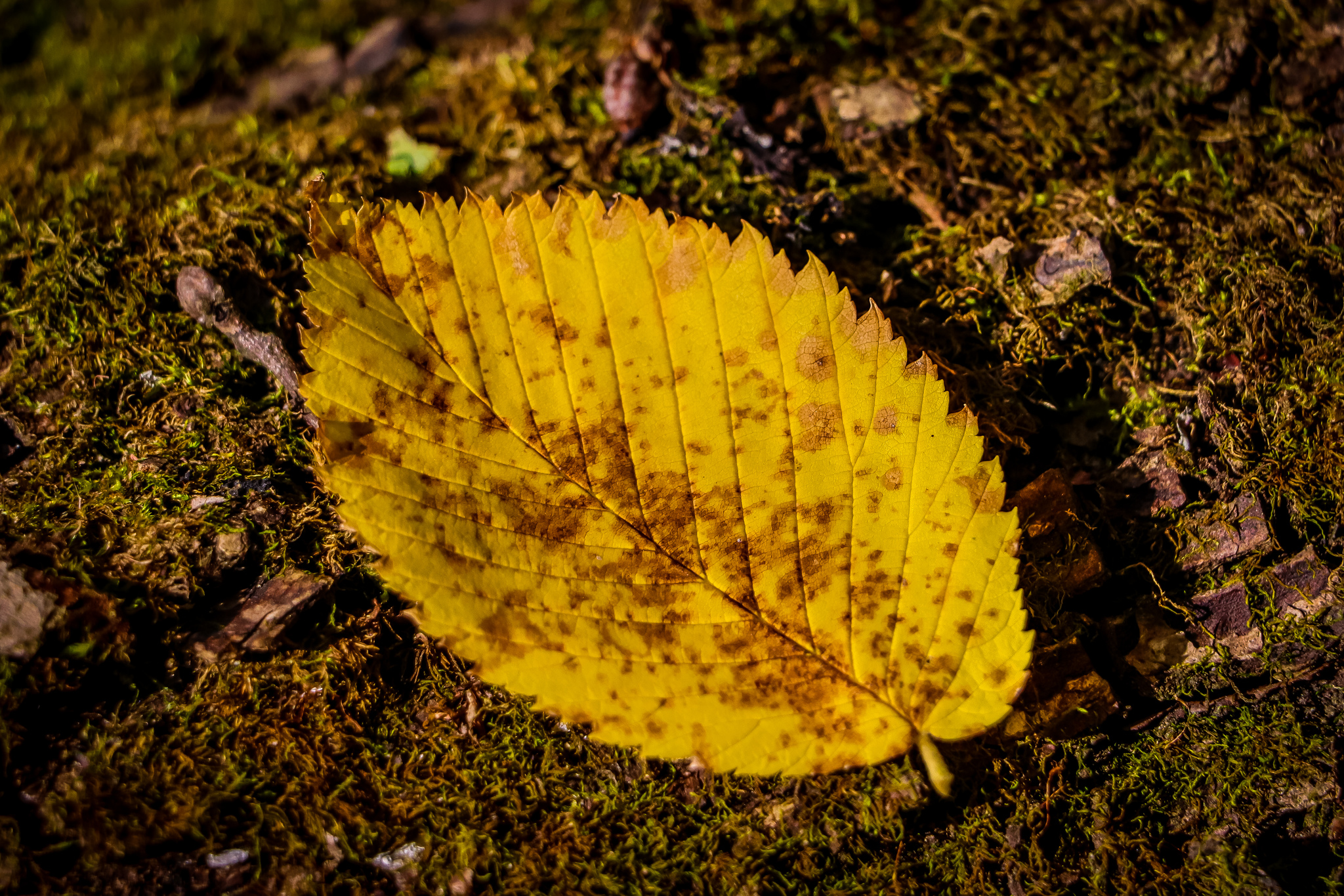 Autumn - My, The photo, Nature, Autumn, Autumn leaves, Canon 800D, Longpost