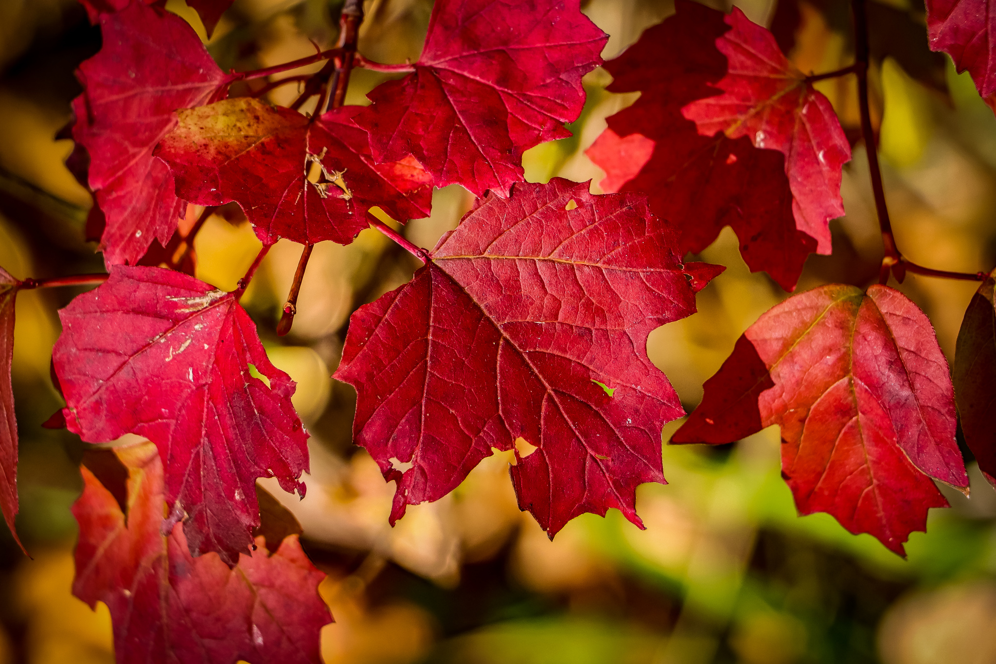 Autumn - My, The photo, Nature, Autumn, Autumn leaves, Canon 800D, Longpost