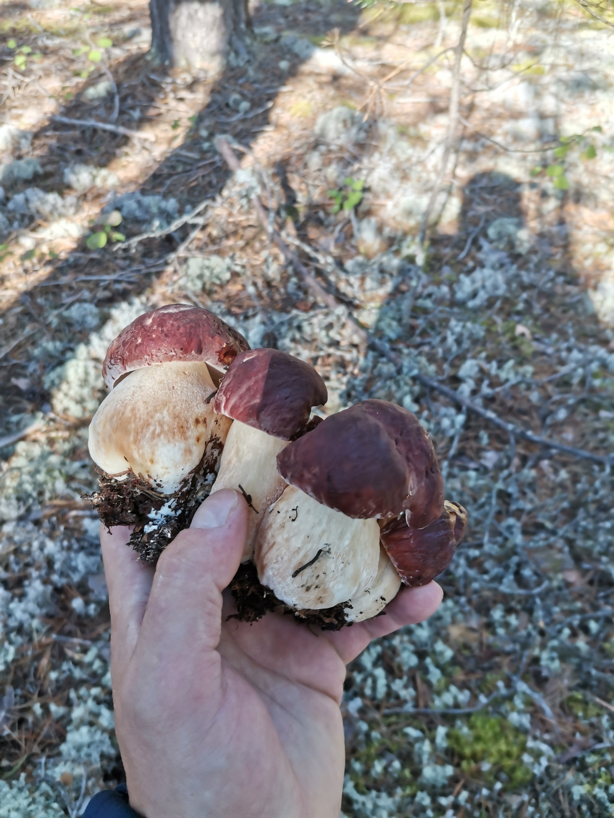 Mushroom autumn 2020 - My, Mushrooms, Autumn, Longpost