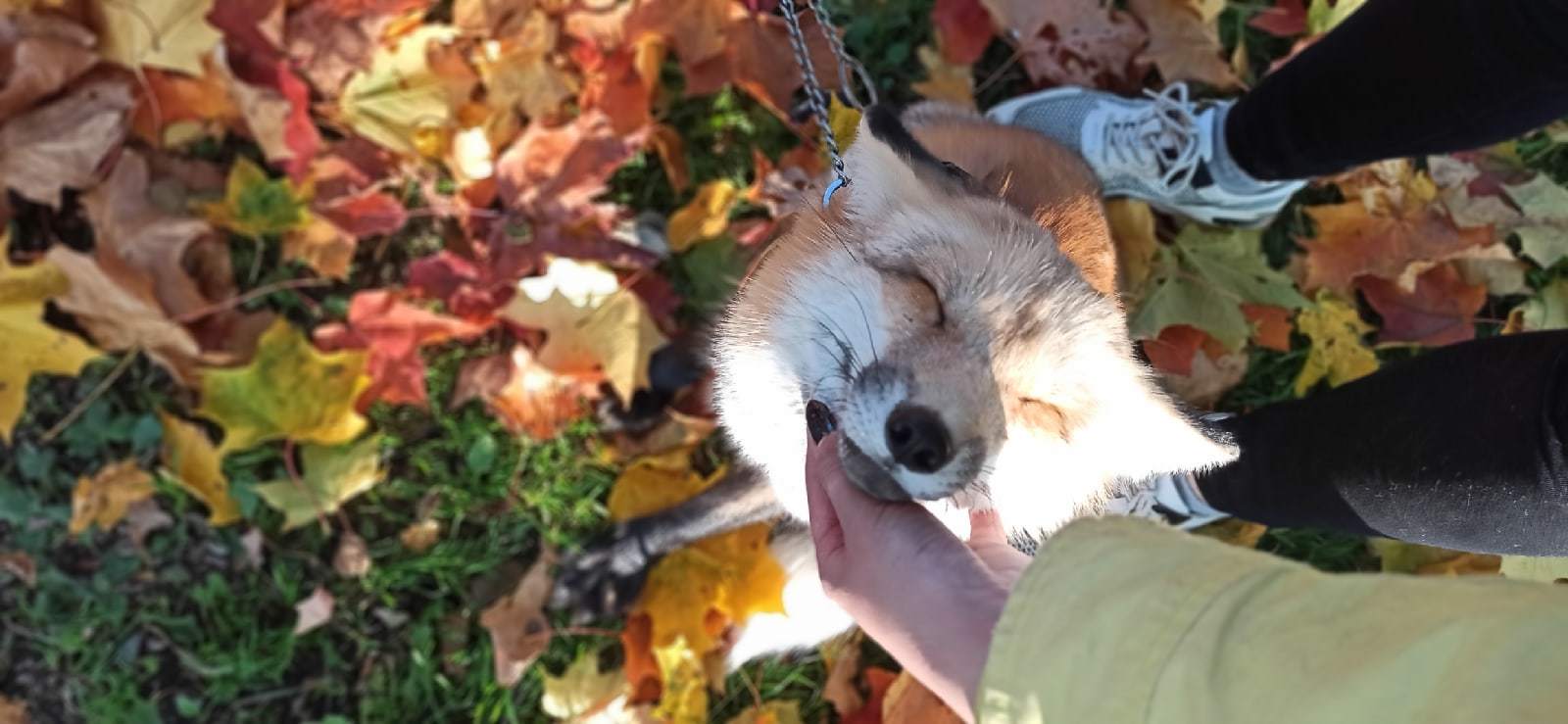 Autumn fox - Animals, Domestic fox, The photo, Fox, Milota, Autumn leaves