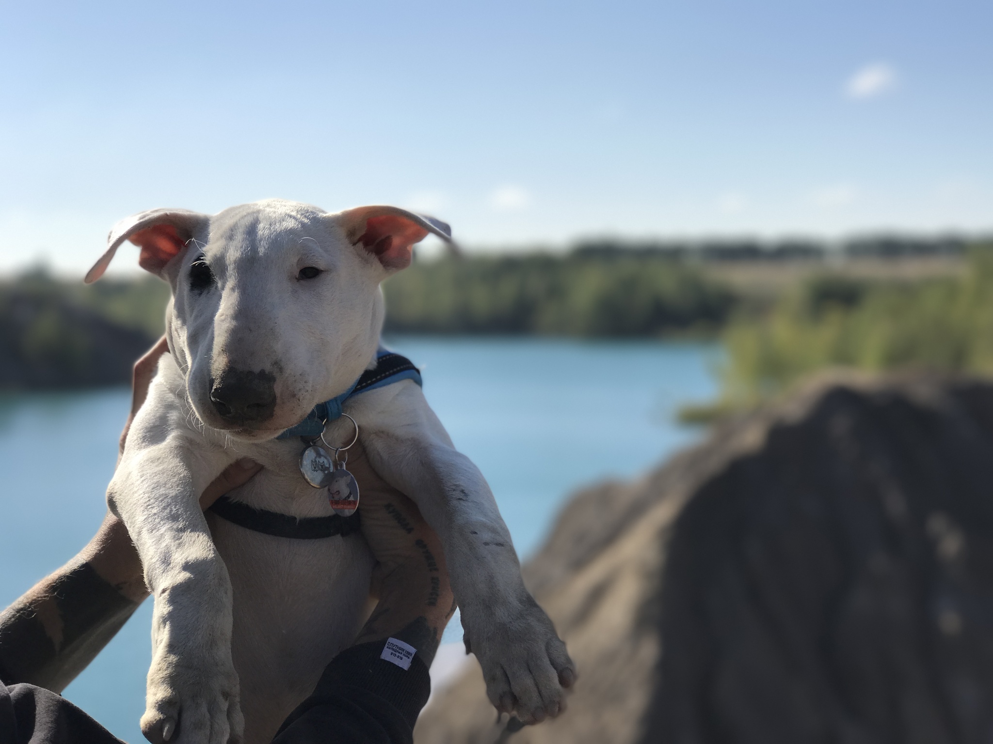 Bull Terrier Wanderer and Ugly Epilepsy - My, Travels, Dog, Bull terrier, Longpost, Epilepsy