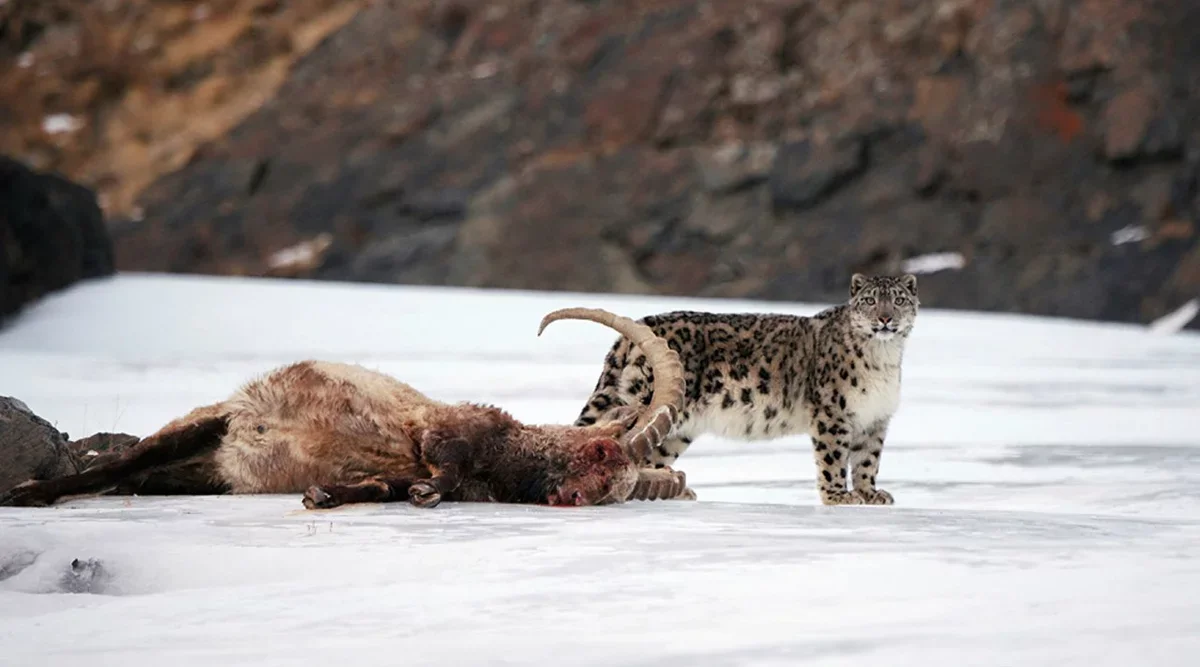 Snow Leopard: Hairy pussies are back in fashion! - wildlife, Yandex Zen, Milota, Longpost, Snow Leopard, Big cats, Cat family, Predatory animals, Wild animals, The photo