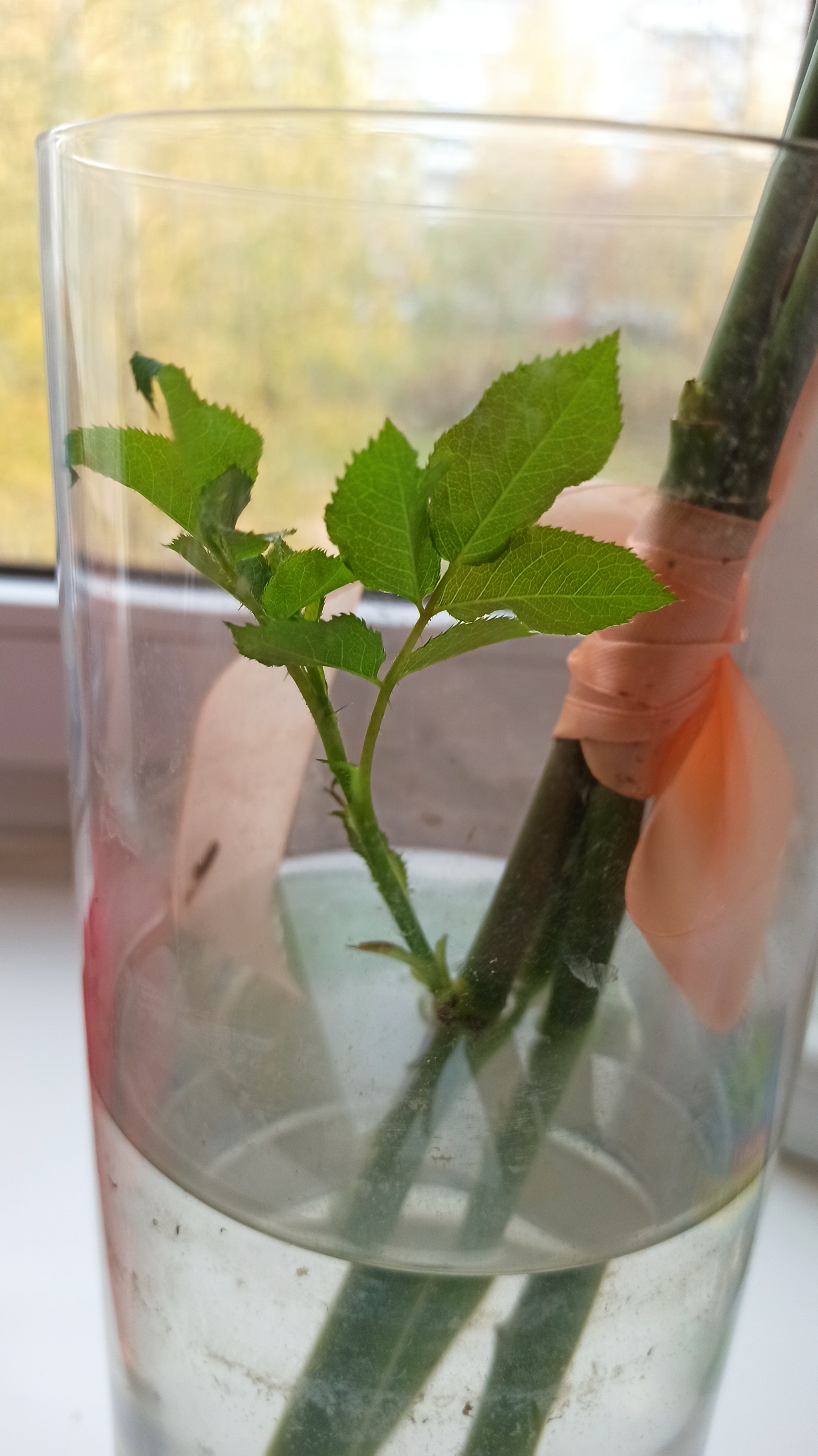 New life - My, the Rose, Flowers, Need advice, Longpost