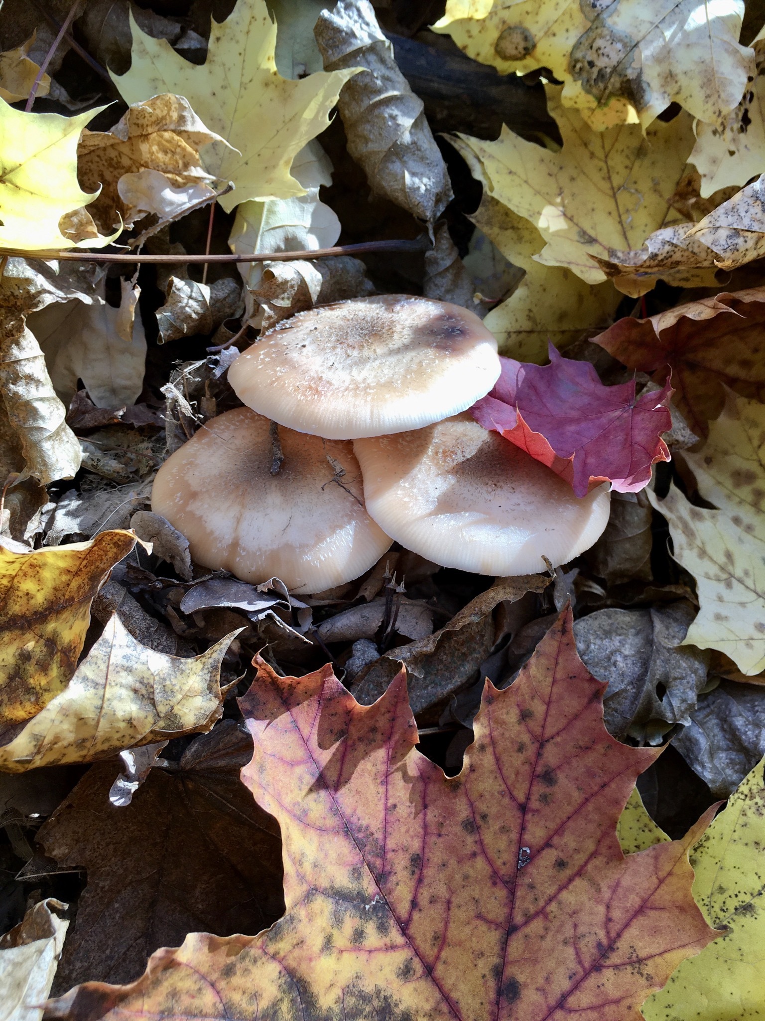 For mushrooms - My, Mushrooms, Ufa, Autumn, Longpost, Autumn leaves