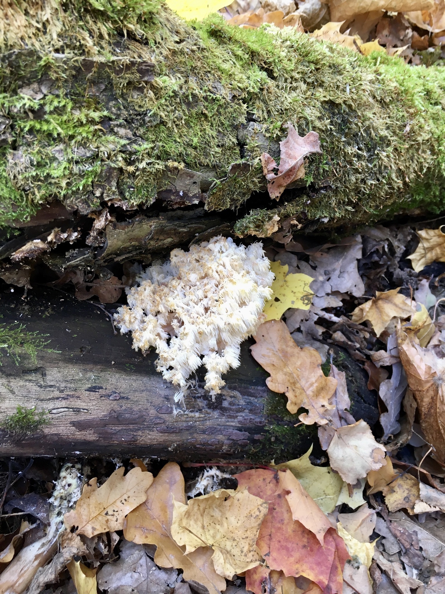 For mushrooms - My, Mushrooms, Ufa, Autumn, Longpost, Autumn leaves