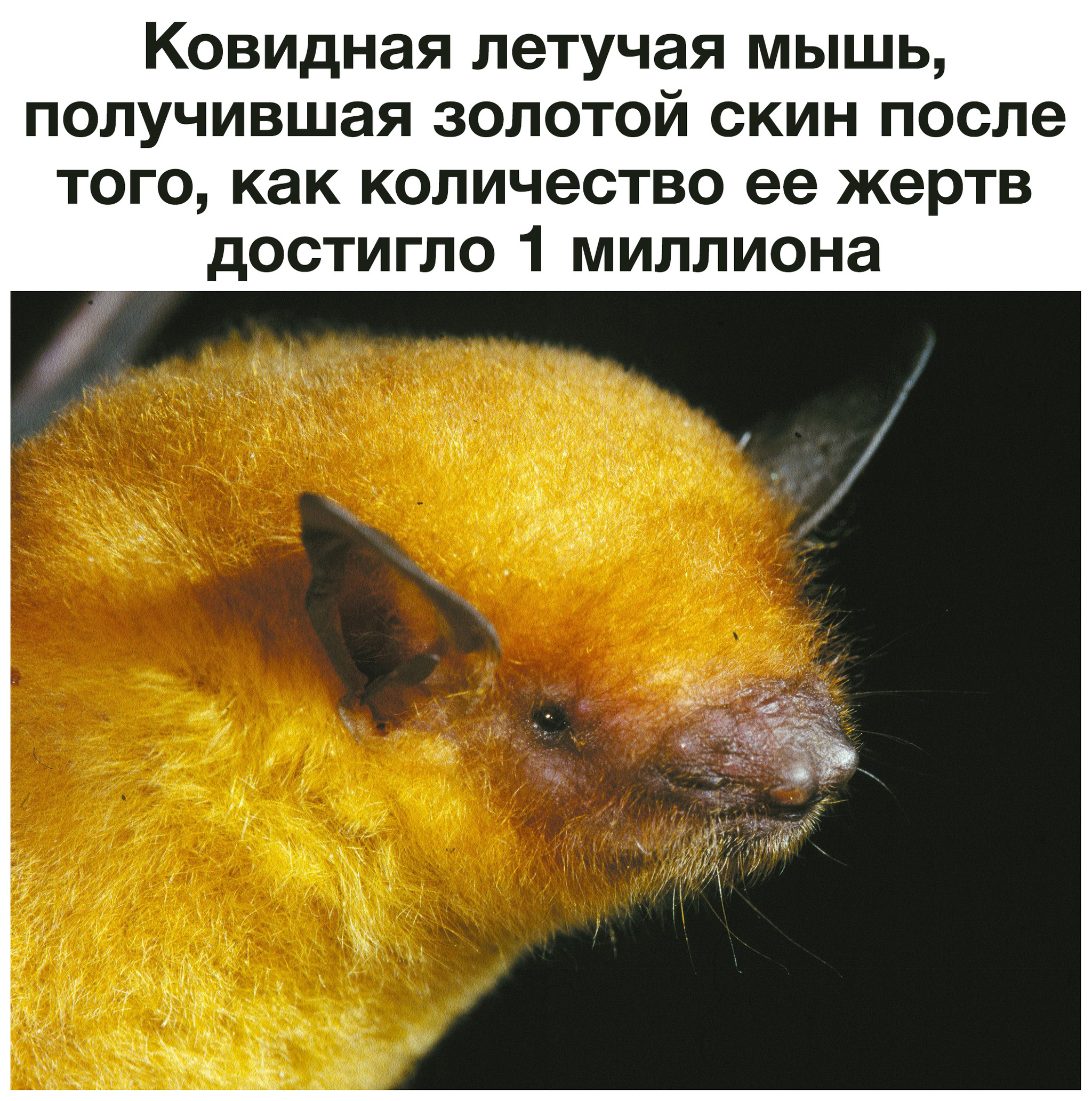 Such an achievement... - Bat, Skins, Picture with text, Coronavirus, Achivka, Achievement, Humor