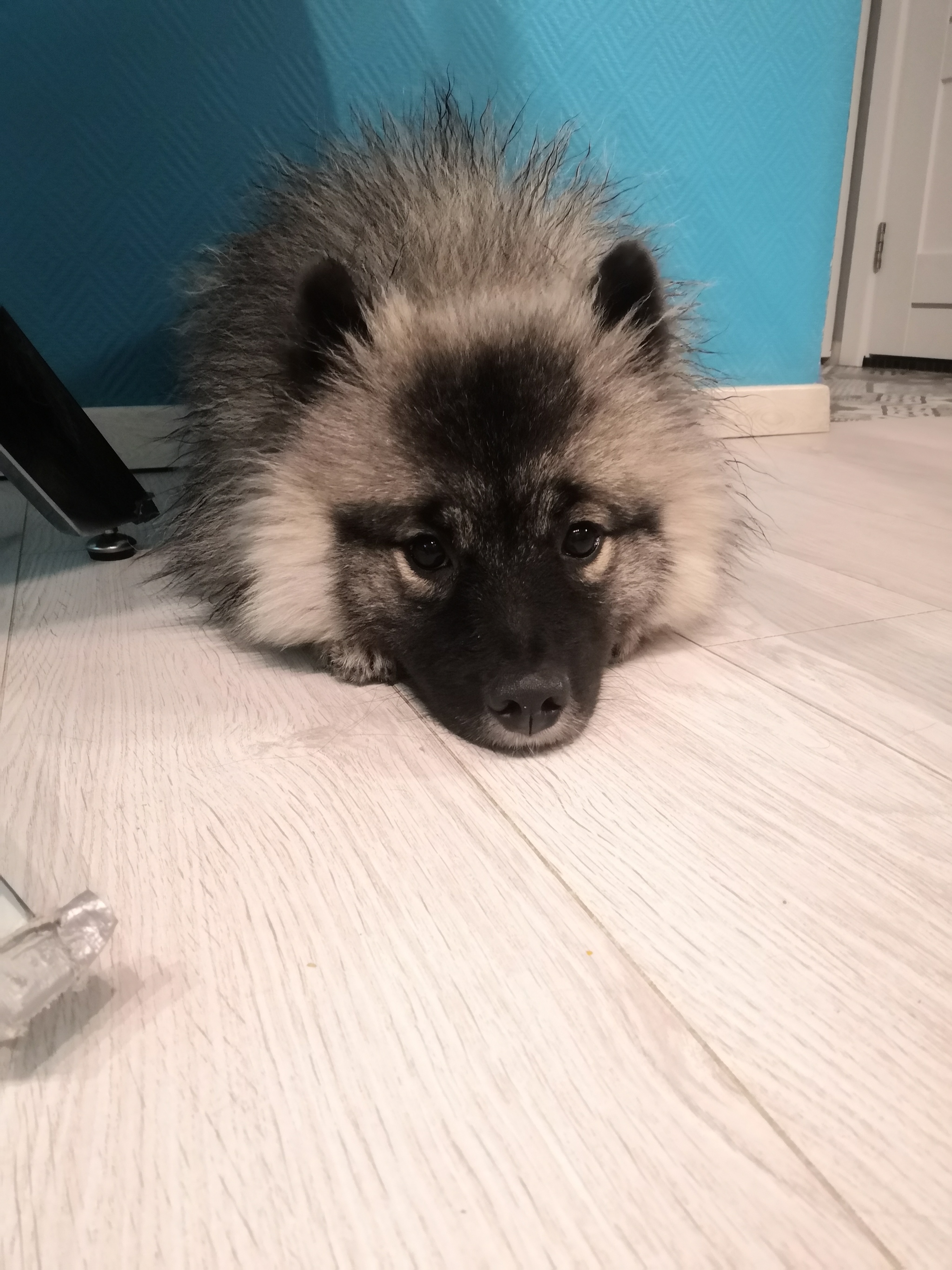 Sad eyes - My, Dog, Spitz, Keeshond, Milota