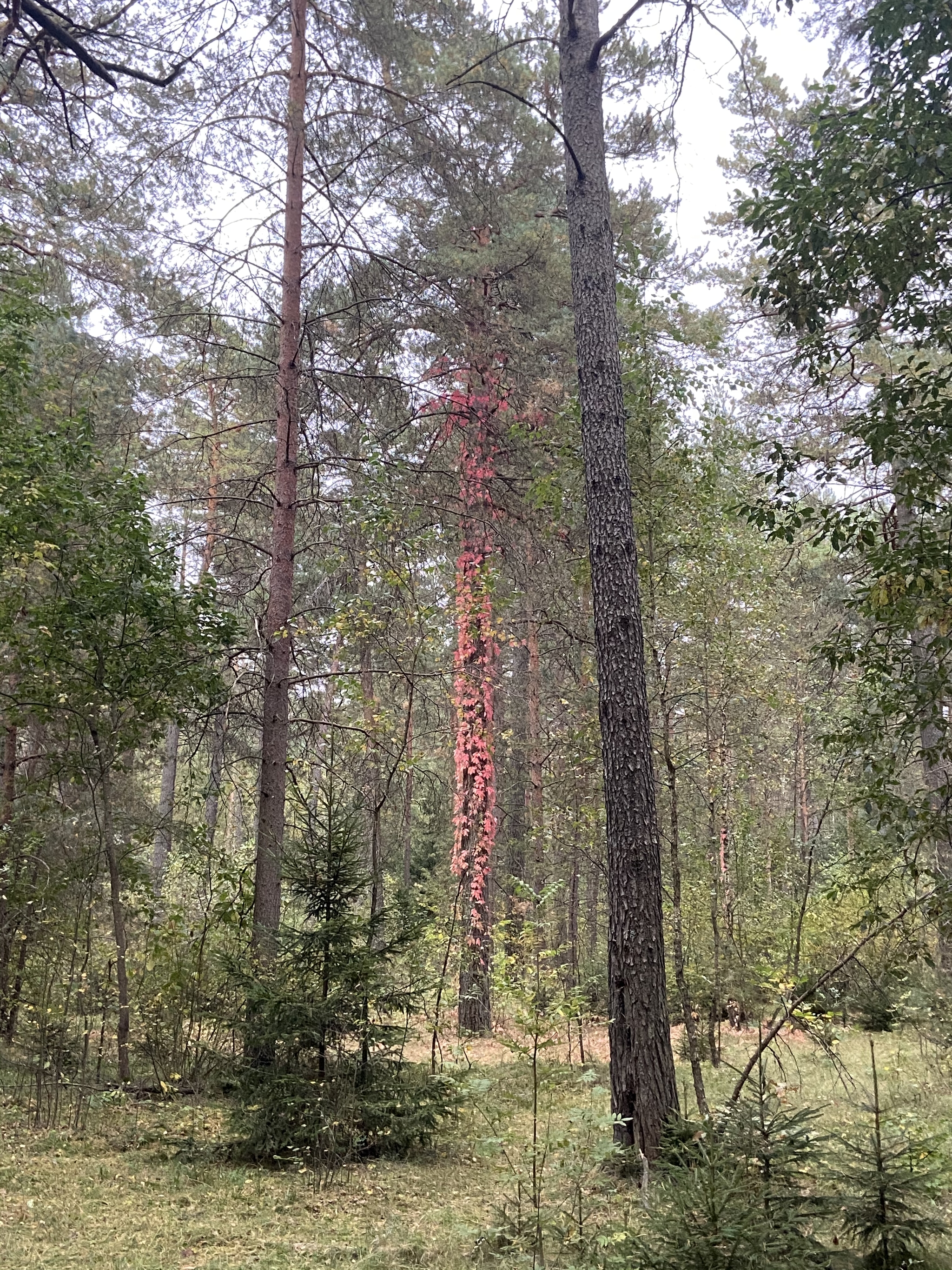 Another world in the autumn forest - My, The photo, Nature, Forest, Republic of Belarus, beauty, Longpost