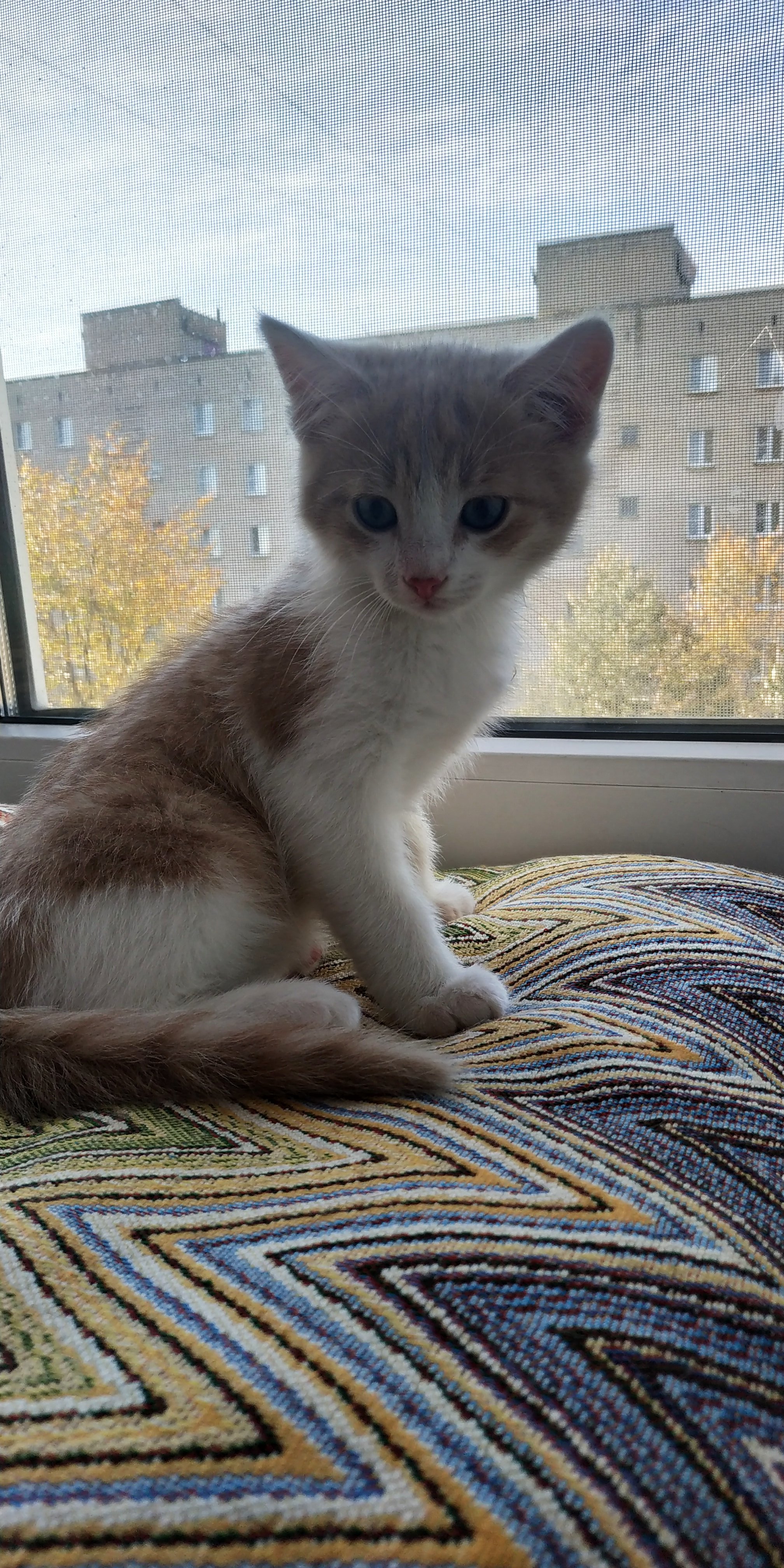Kitty. Obninsk - My, cat, Overexposure, Longpost, In good hands, Help, No rating