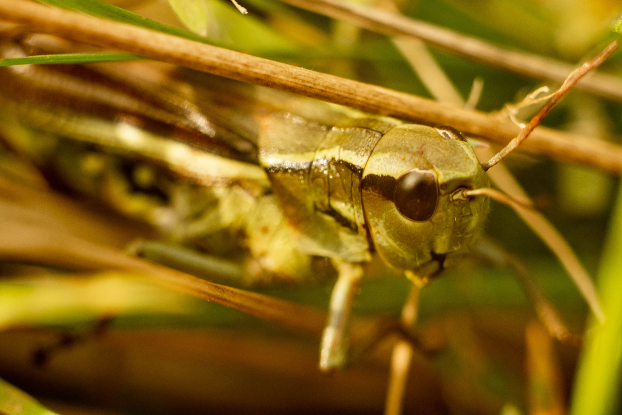 Photo hunting in Izmailovo Park - My, The photo, Macro photography, Longpost